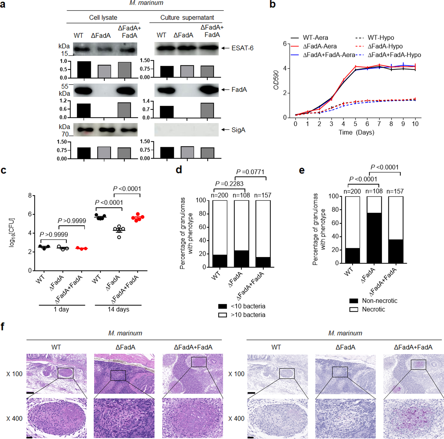 Fig. 2: FadA enhances the survival of mycobacteria in granulomas.