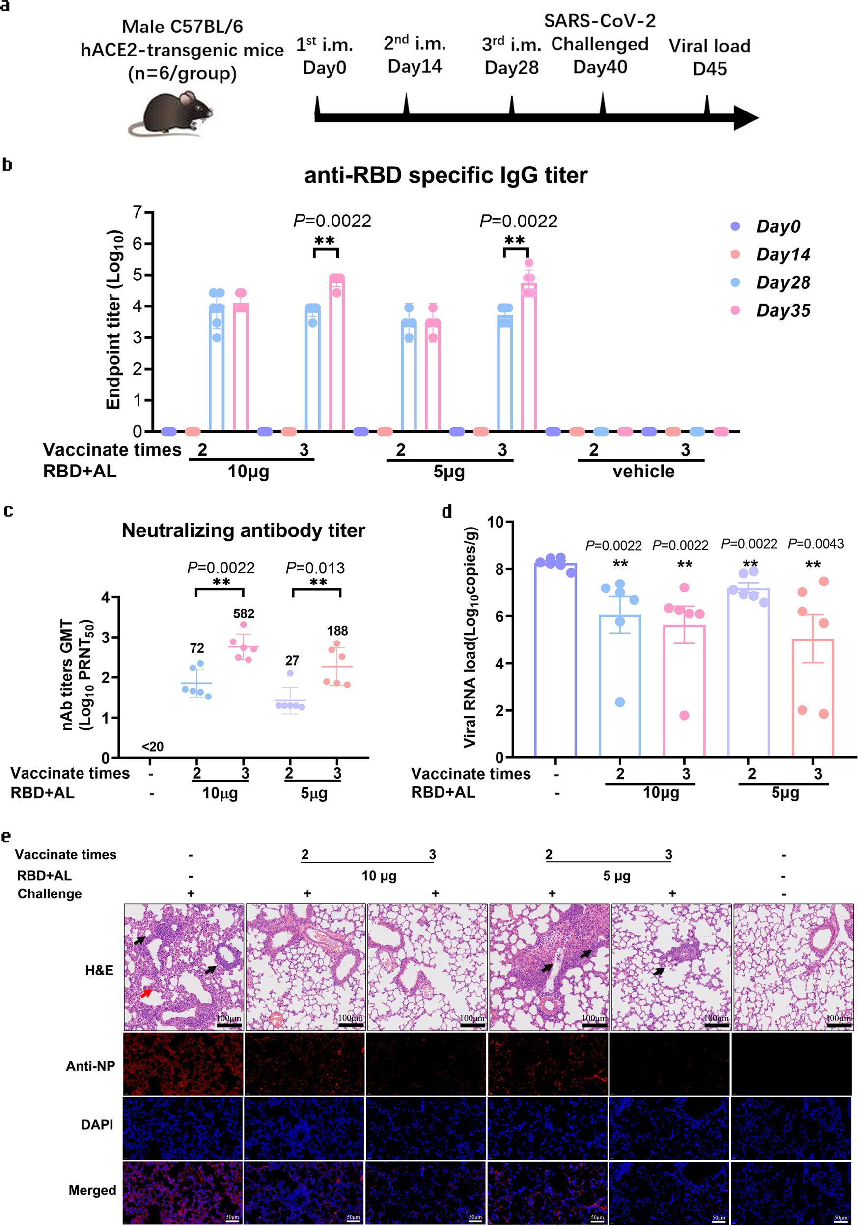 Fig. 3: The RBD-homodimer vaccine protected hACE2-transgenic C57BL/6 mice from the infection of SARS-CoV-2.