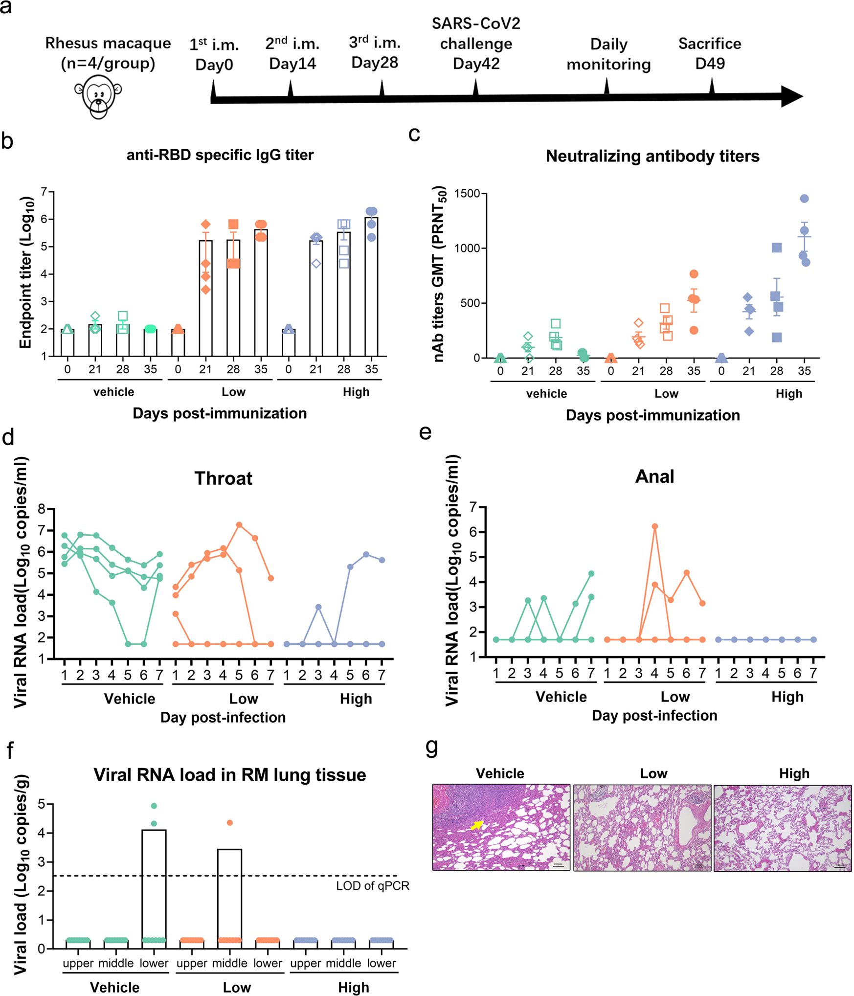 Fig. 4: The RBD-homodimer vaccination protected RMs from SARS-CoV-2 challenge.