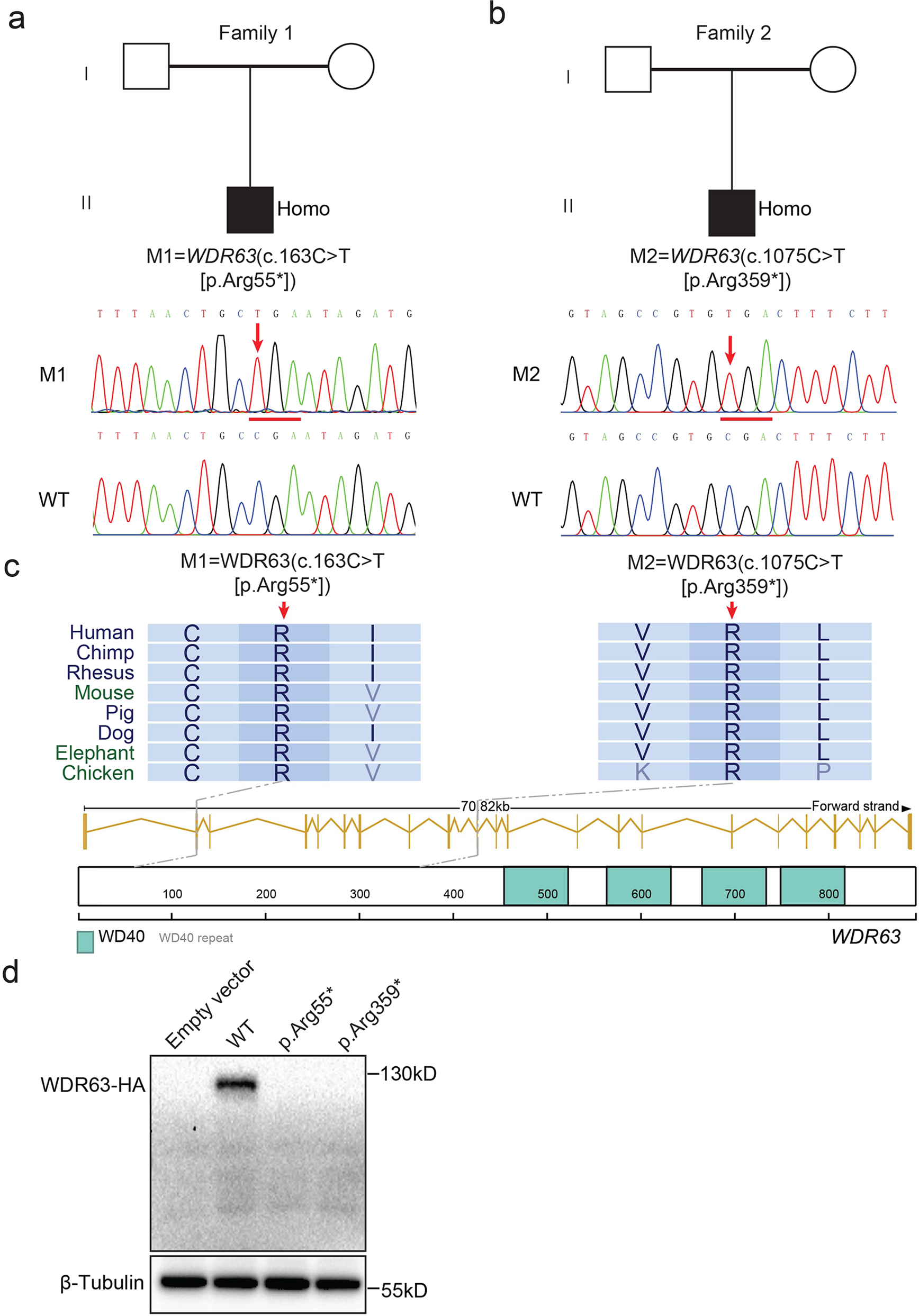Fig. 1: Identification of bi-allelic variants of WDR63 in patients with MMAF.