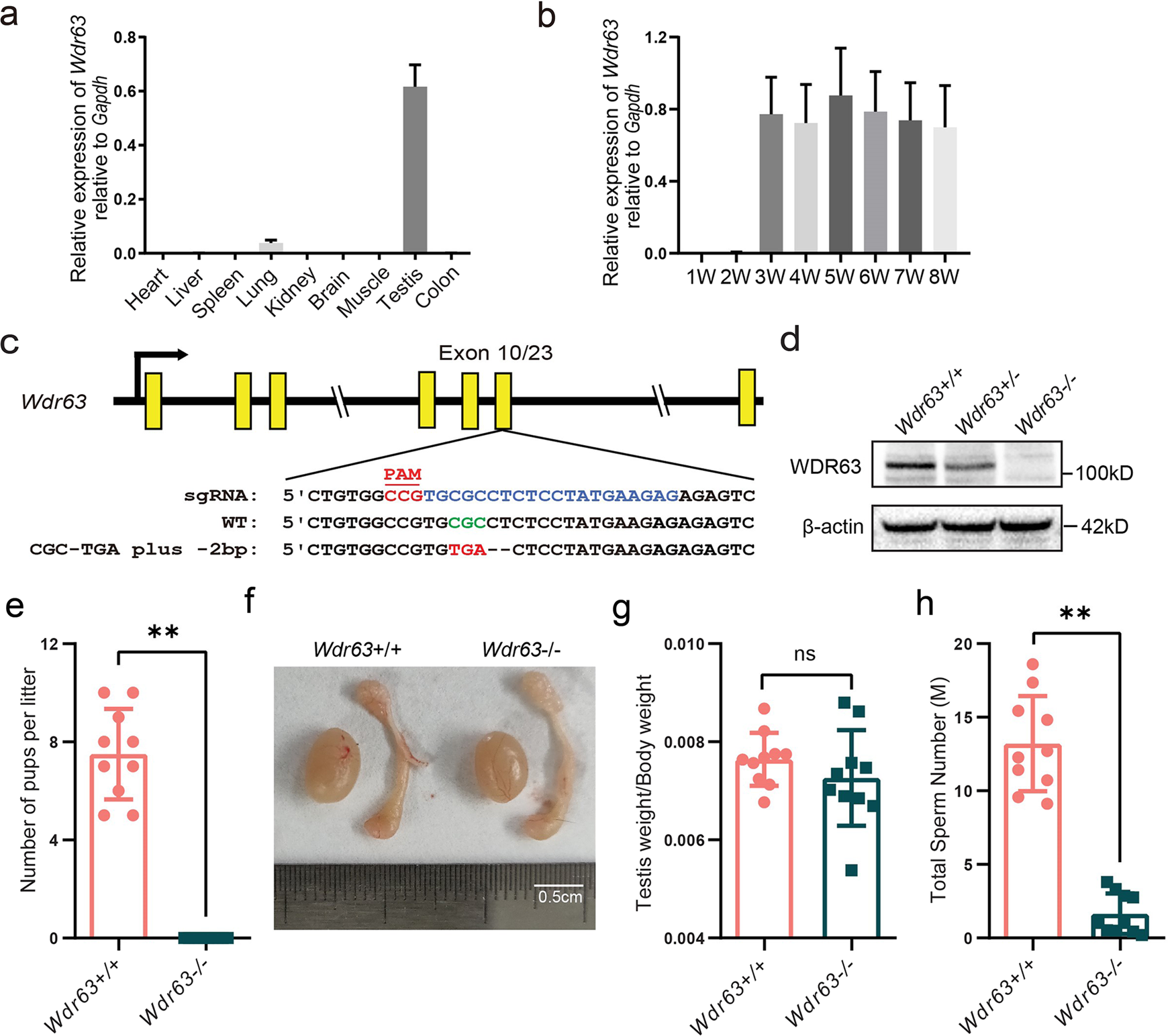 Fig. 2: WDR63 protein is highly expressed in late stages of spermatogenesis and Wdr63-null males are infertile.