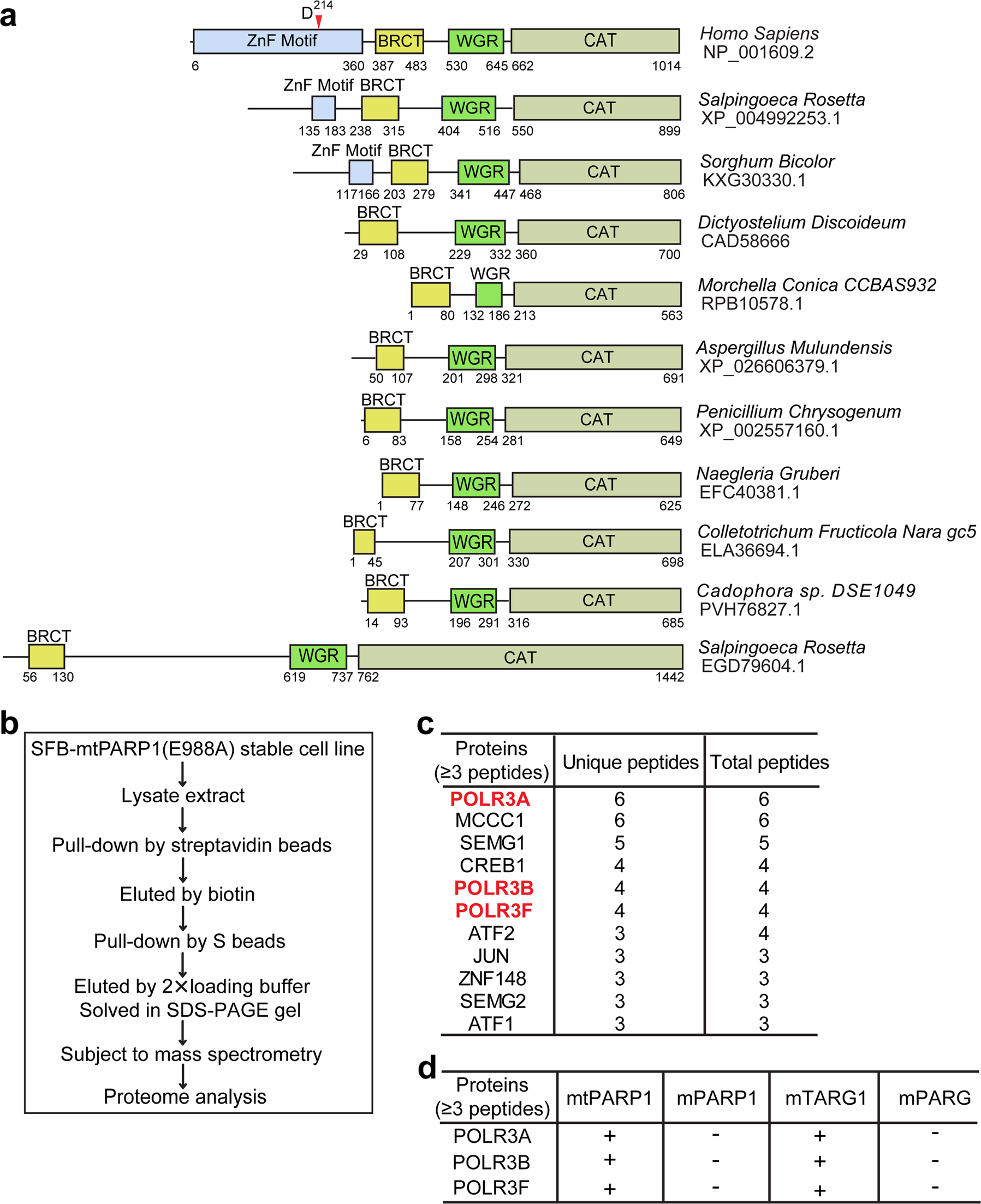 Fig. 1: Identification of Pol III complex as tPARP1-binding partners.