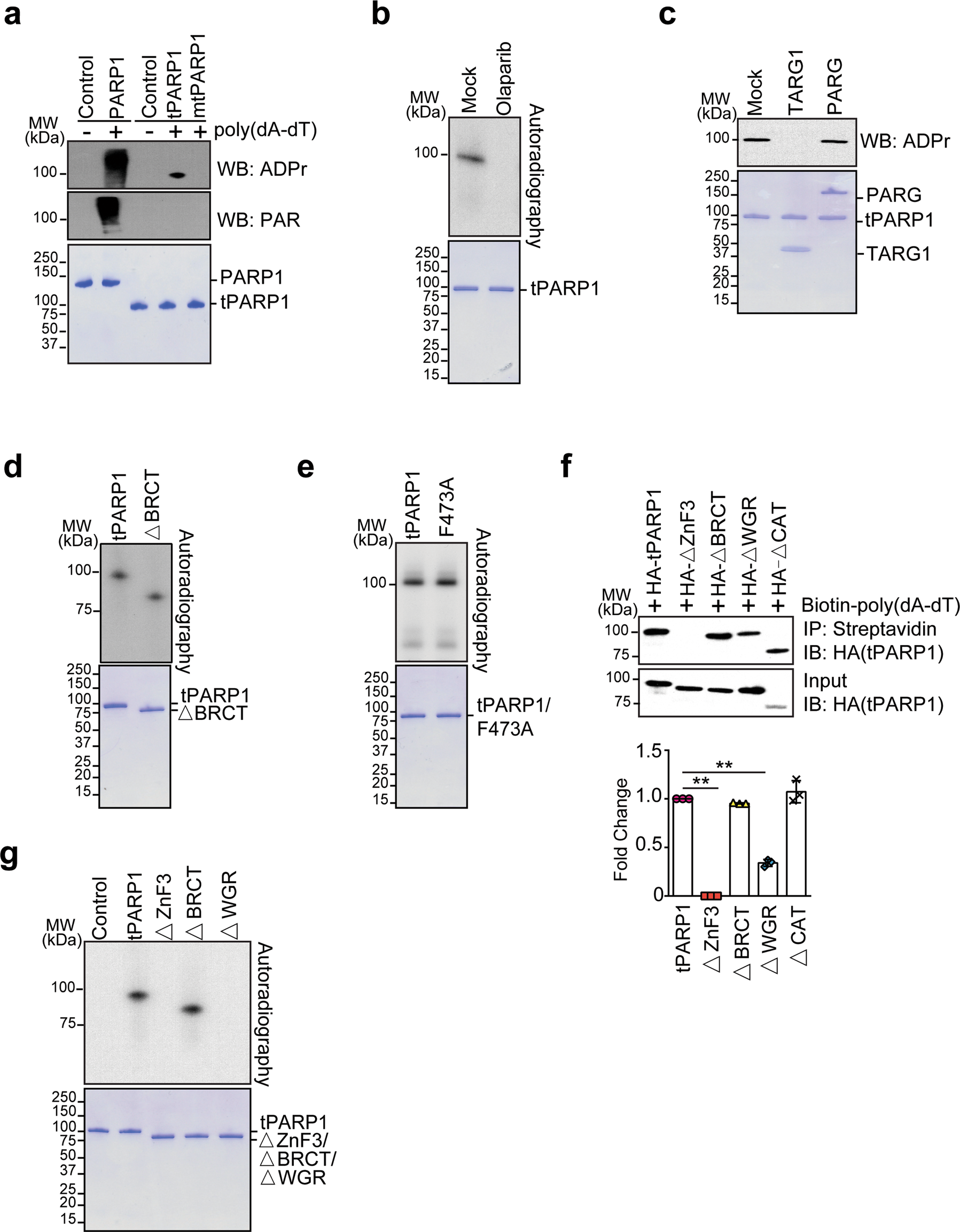 Fig. 4: tPARP1 catalyzes ADP-ribosylation.