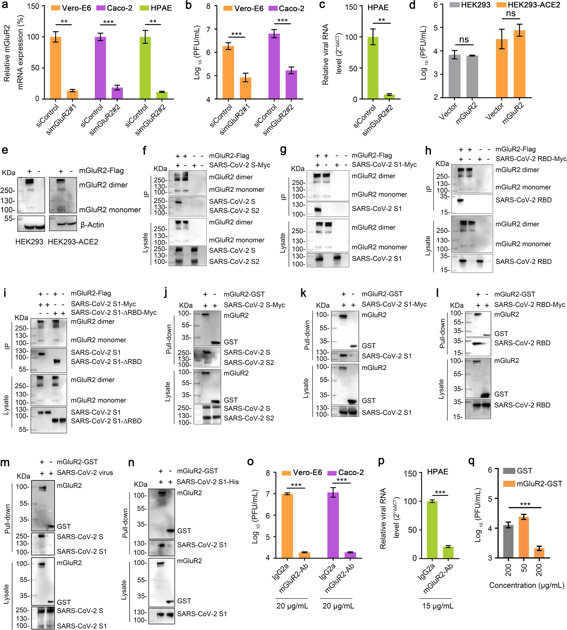 Fig. 1: mGluR2 is required for SARS-CoV-2 infection and directly interacts with the S protein.