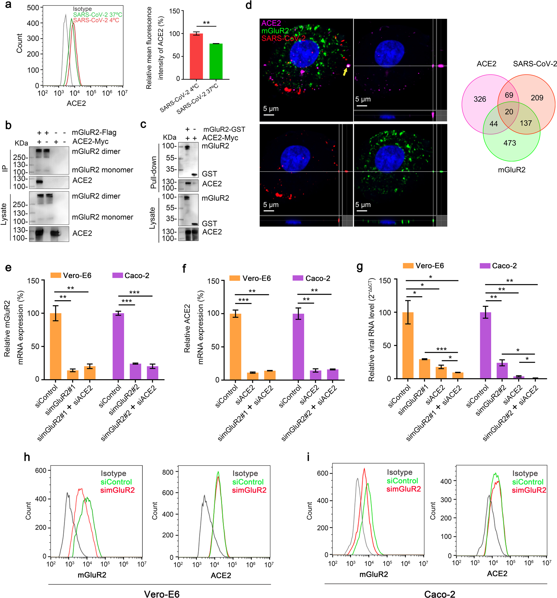 Fig. 3: mGluR2 interacts with ACE2.