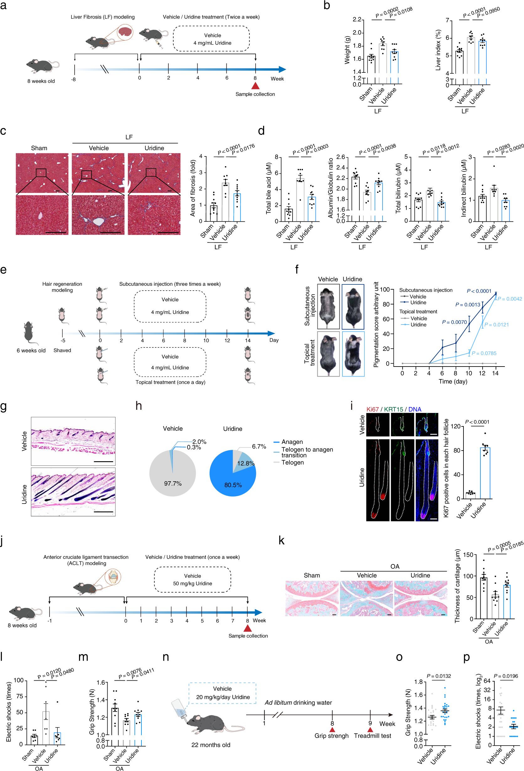 Fig. 6: Uridine treatment enhances in vivo tissue regeneration and repair.