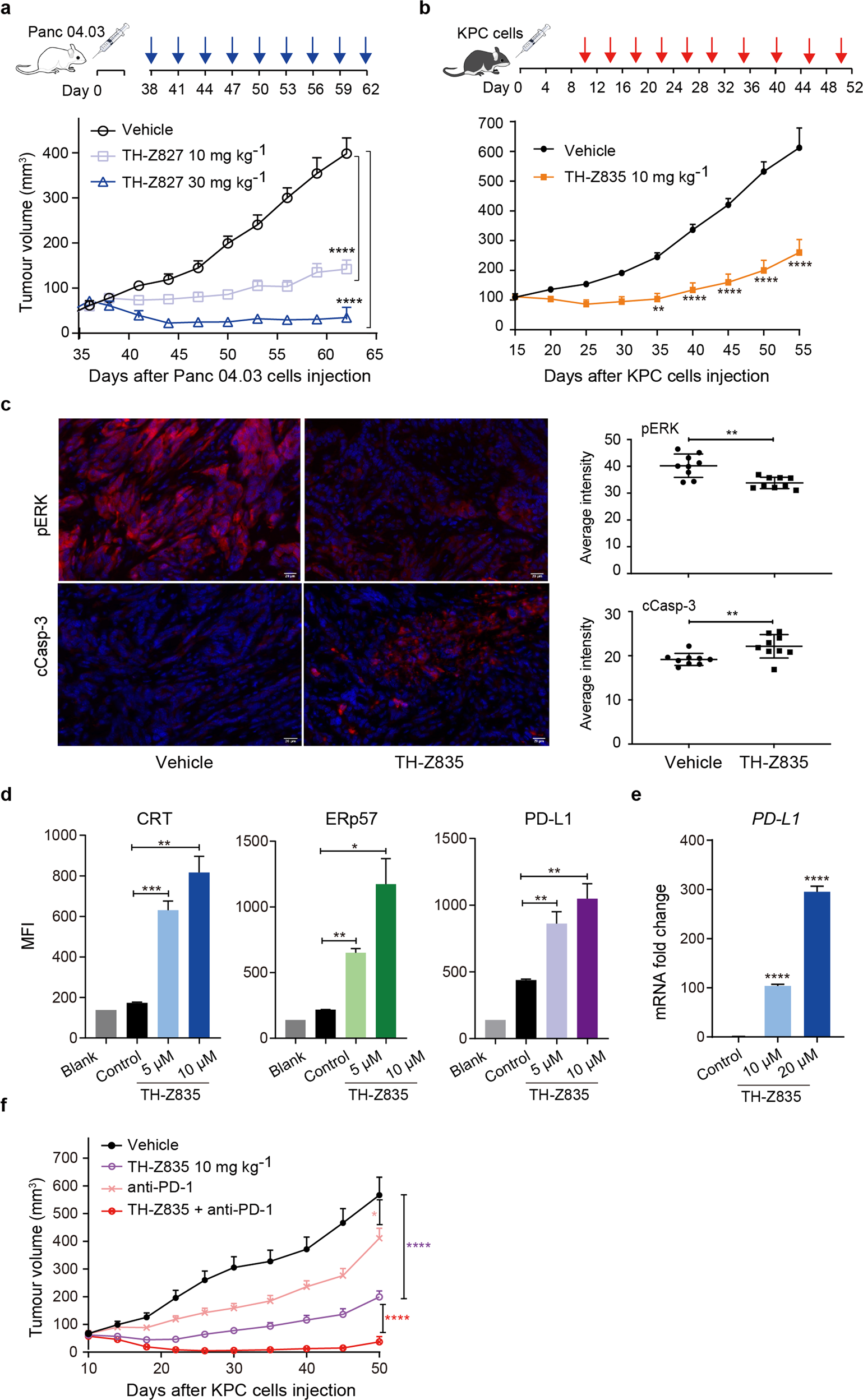 Fig. 7: Anti-tumor effects of the KRAS(G12D) inhibitors alone and in combination with anti-PD-L1 antibody.