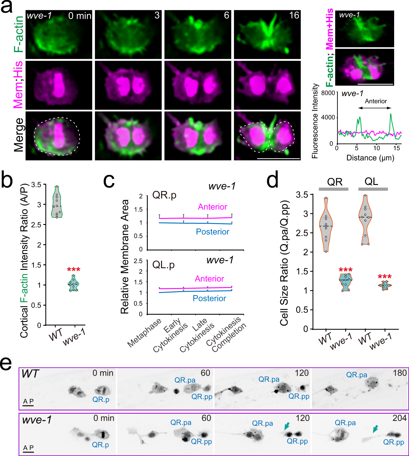 Fig. 2: Asymmetric cortical actin polymerization regulates QR.p ACD.