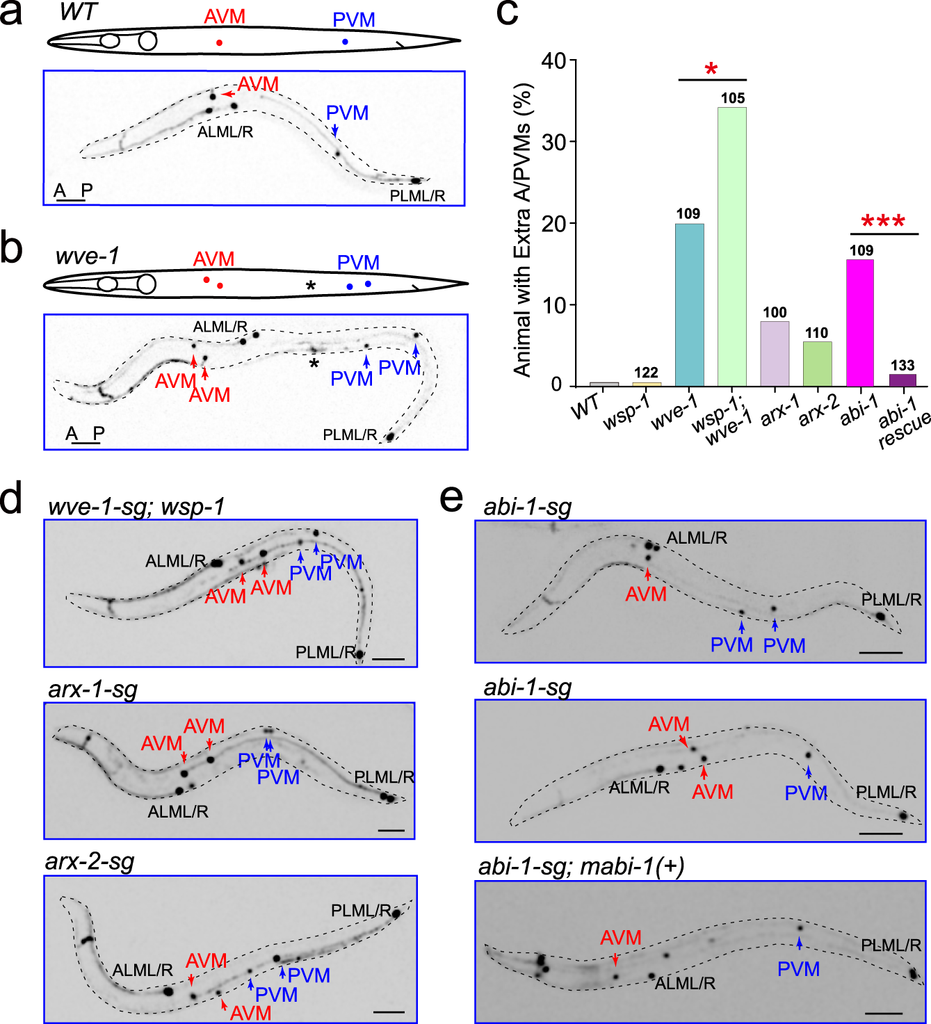 Fig. 3: Defects in asymmetric actin assembly generated extra Q.p progenies.