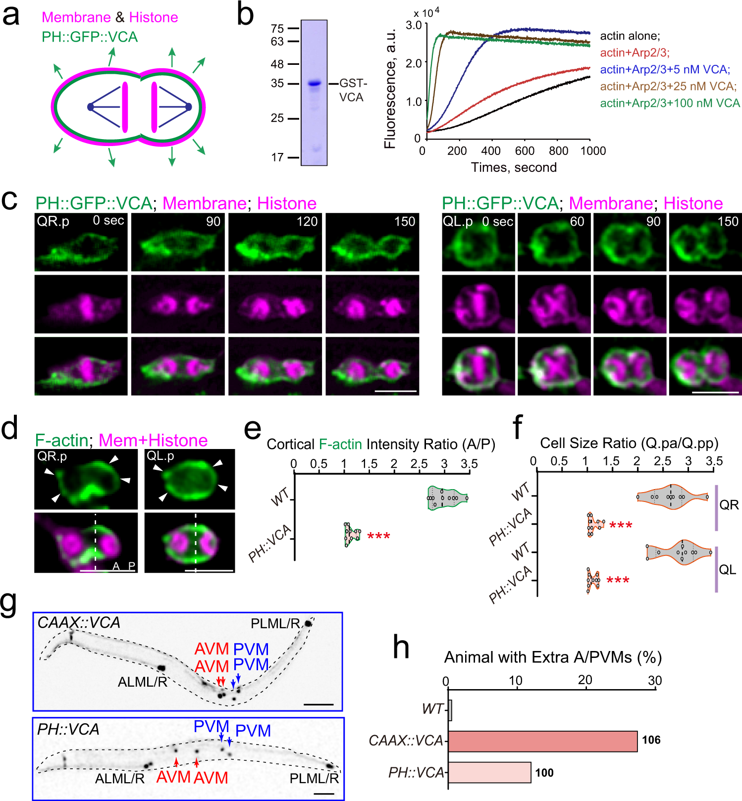 Fig. 4: Symmetric cortical actin polymerization disrupts Q.p ACD.