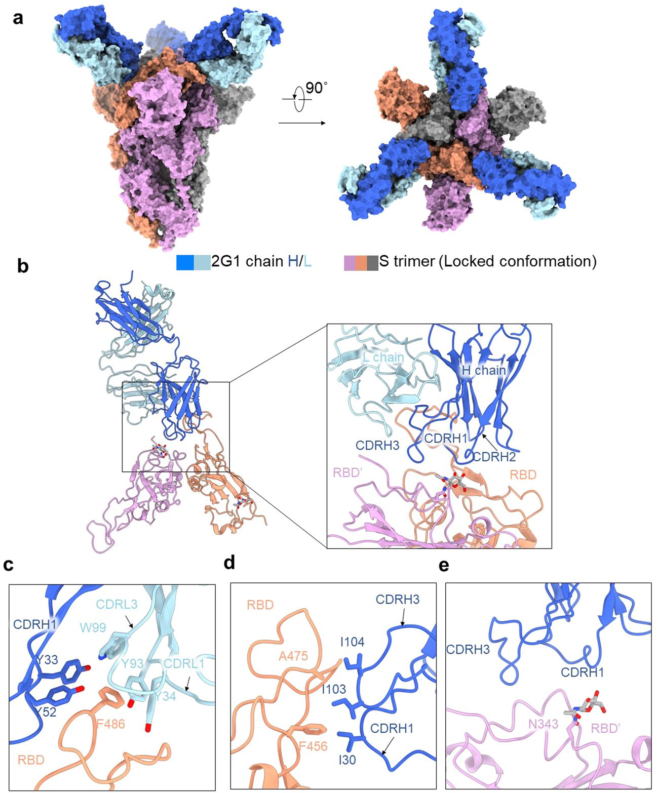 Fig. 6: Cryo-EM structure of 2G1 and the complex with WA1/2020S protein.