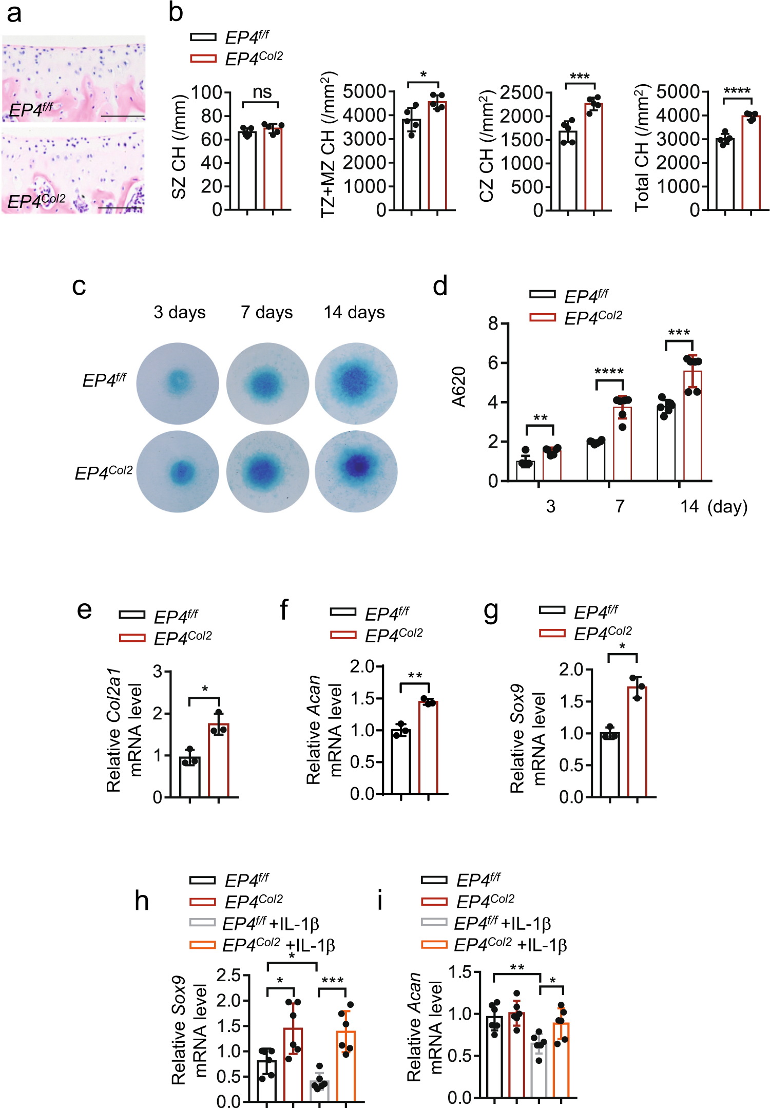 Fig. 3: EP4 regulates chondrocyte differentiation and chondrocyte anabolism.