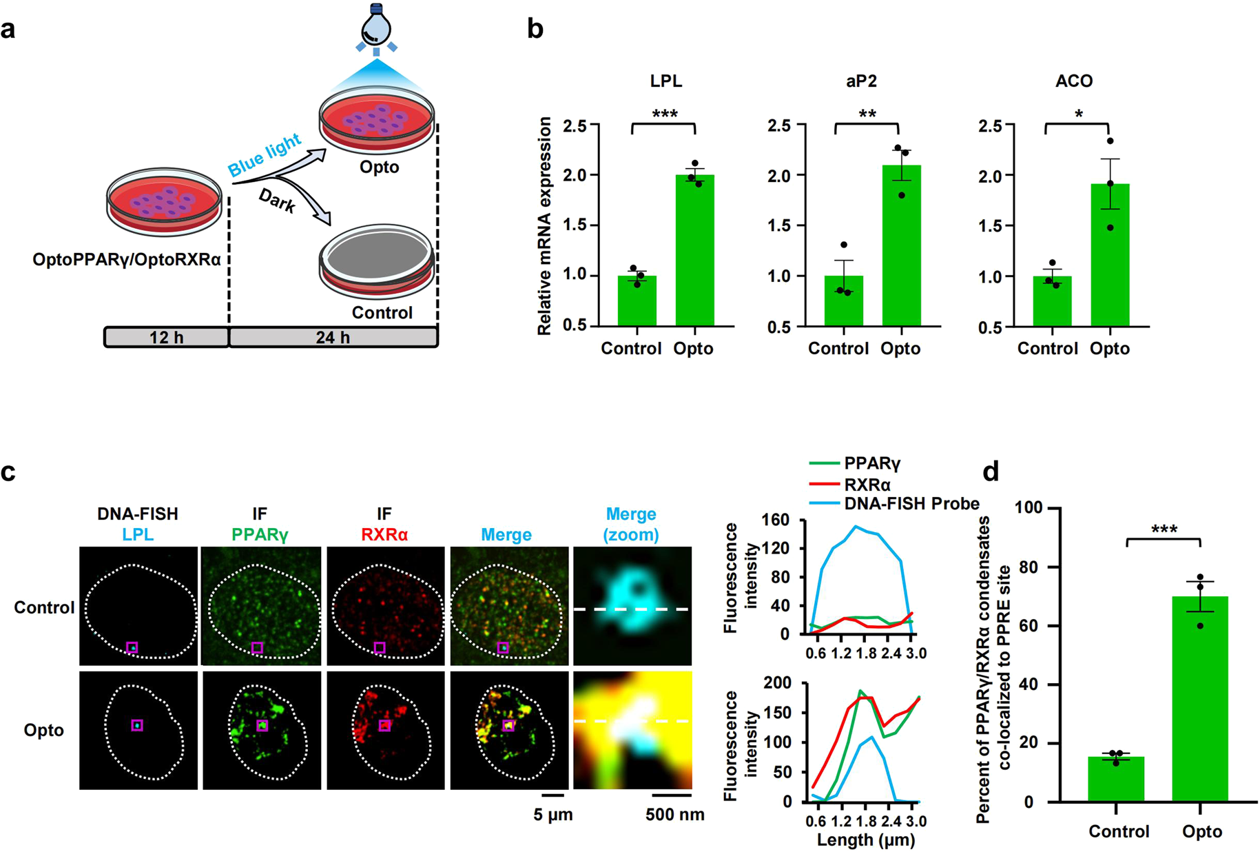 Fig. 4: Enforced formation of PPARγ/RXRα condensates remarkably generate specific downstream outcomes.