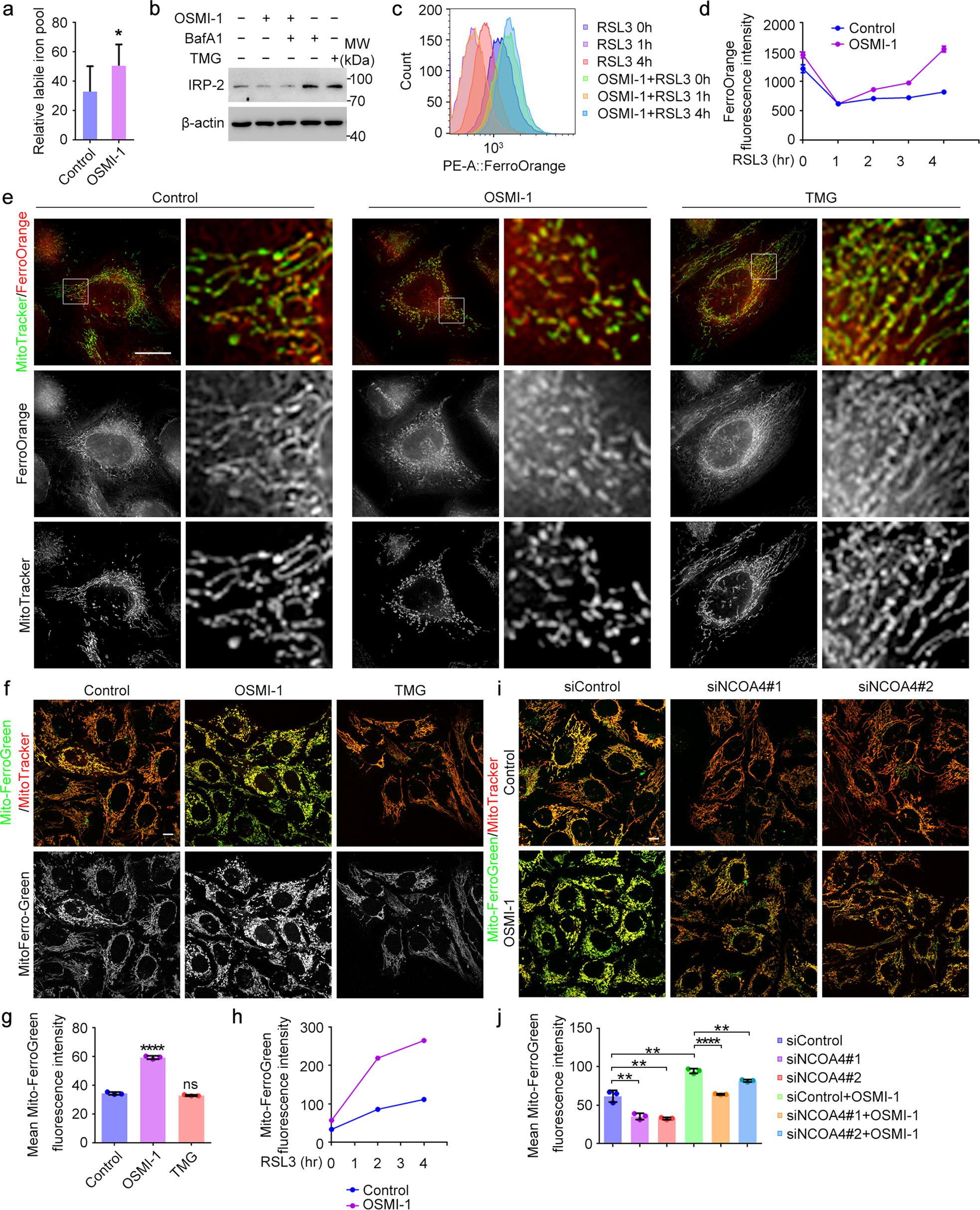 Fig. 3: O-GlcNAcylation regulates cellular iron flux.