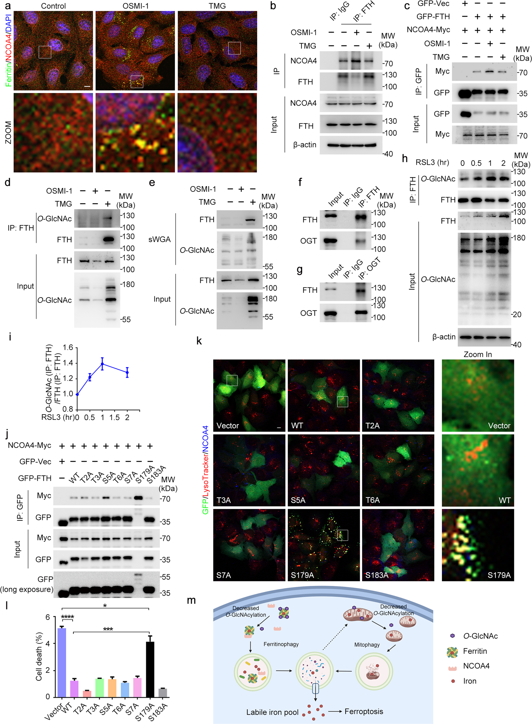 Fig. 6: De-O-GlcNAcylation of FTH at S179 promotes its interaction with NCOA4.