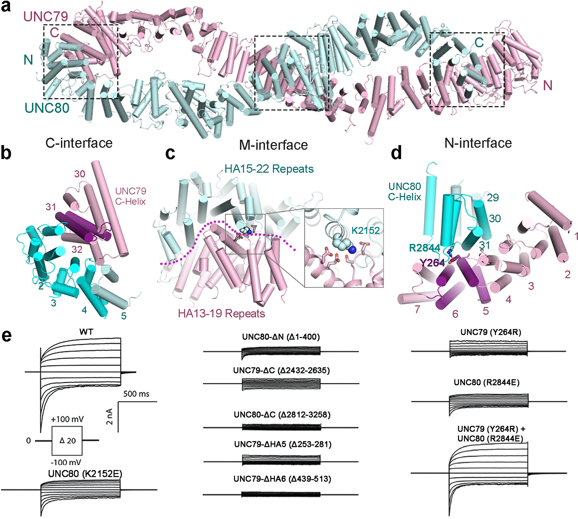 Fig. 3: Architecture of the UNC79–UNC80 assembly.