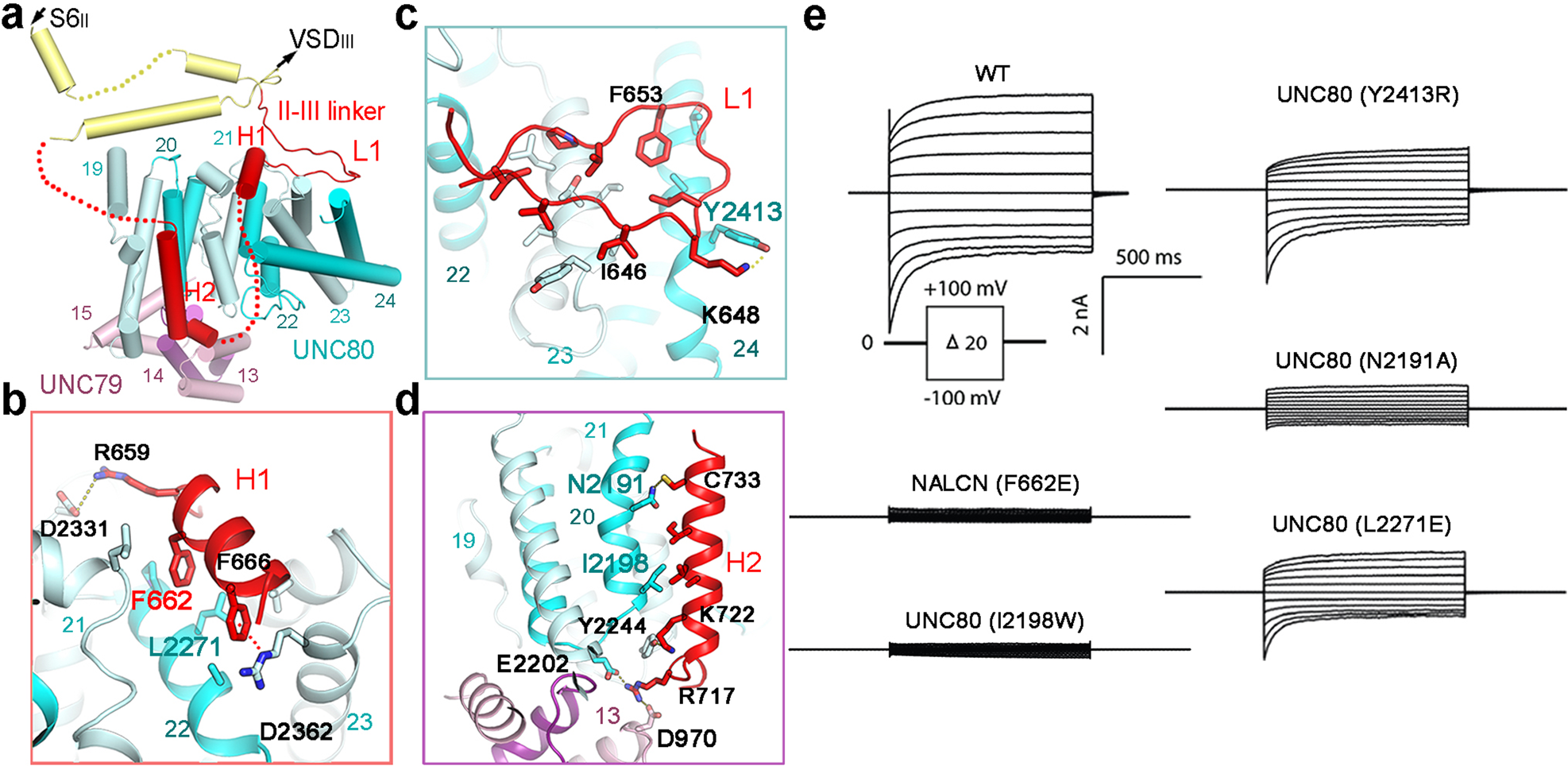 Fig. 4: Interaction between NALCN II–III linker and the UNC79–UNC80 assembly.
