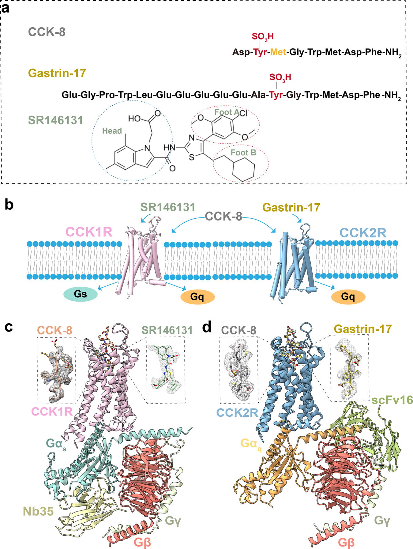 Structural insights into human brain–gut peptide cholecystokinin receptors
