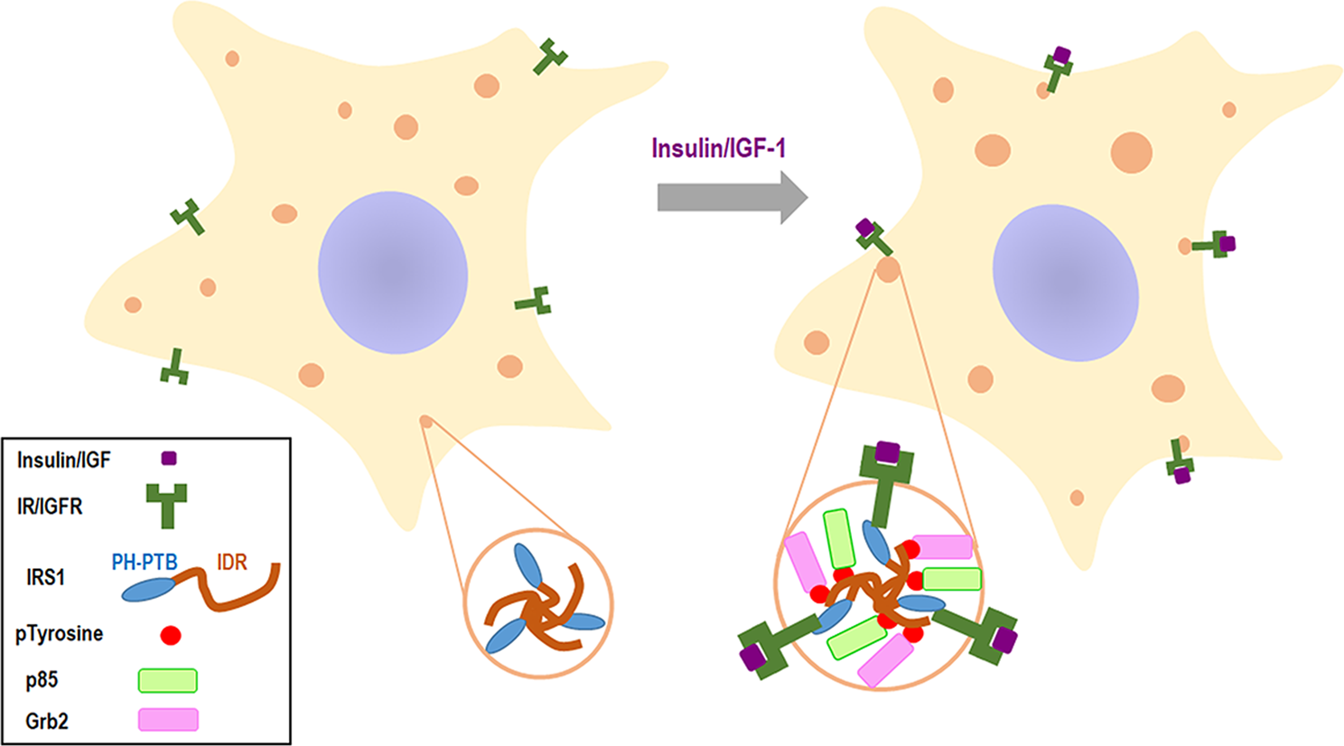 Fig. 7: Schematic model for IRS-1-mediated insulin/IGF signalosomes.