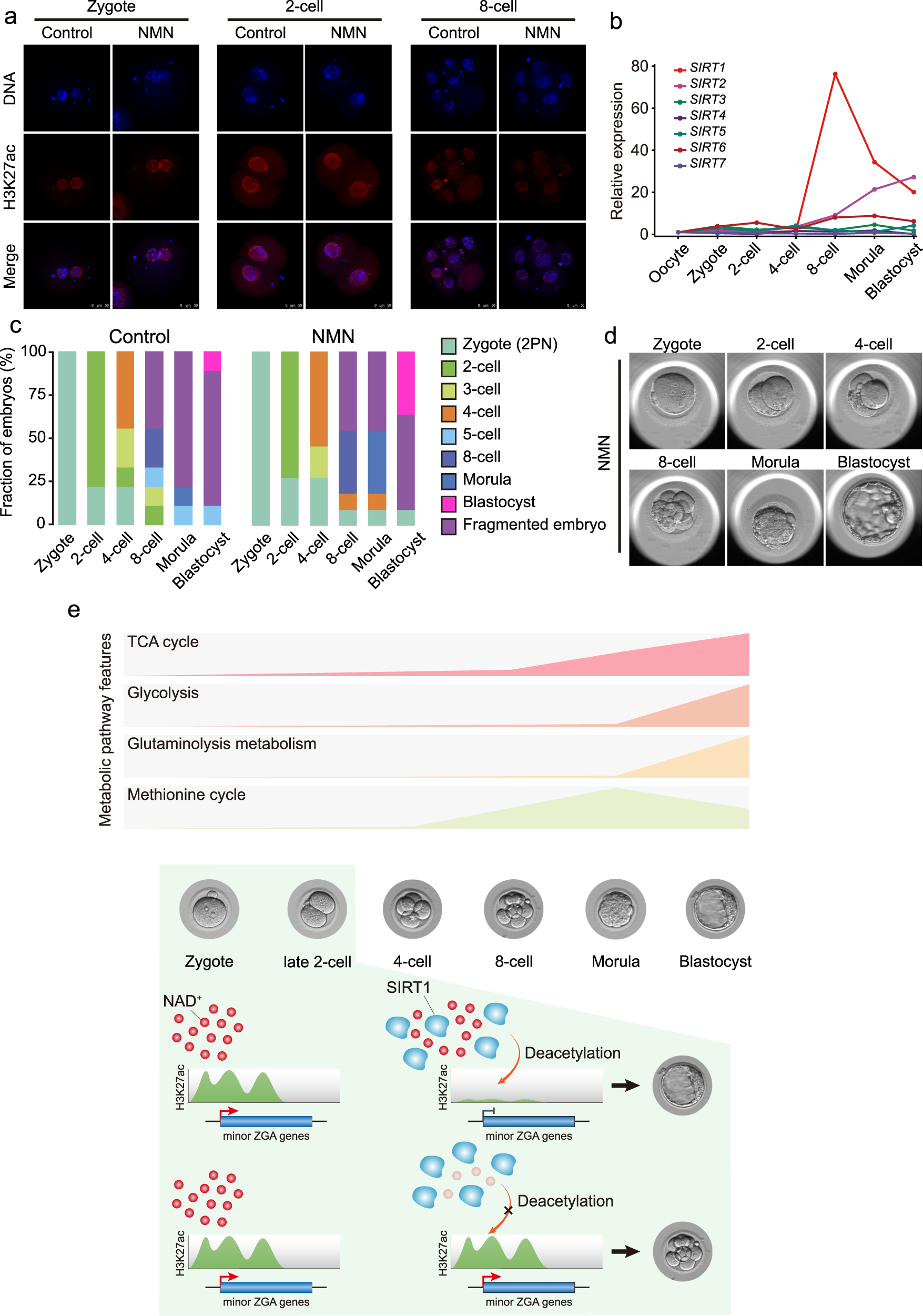 Fig. 7: NAD+ supplement promotes the removal of zygotic H3K27ac and benefits preimplantation development of human embryos.