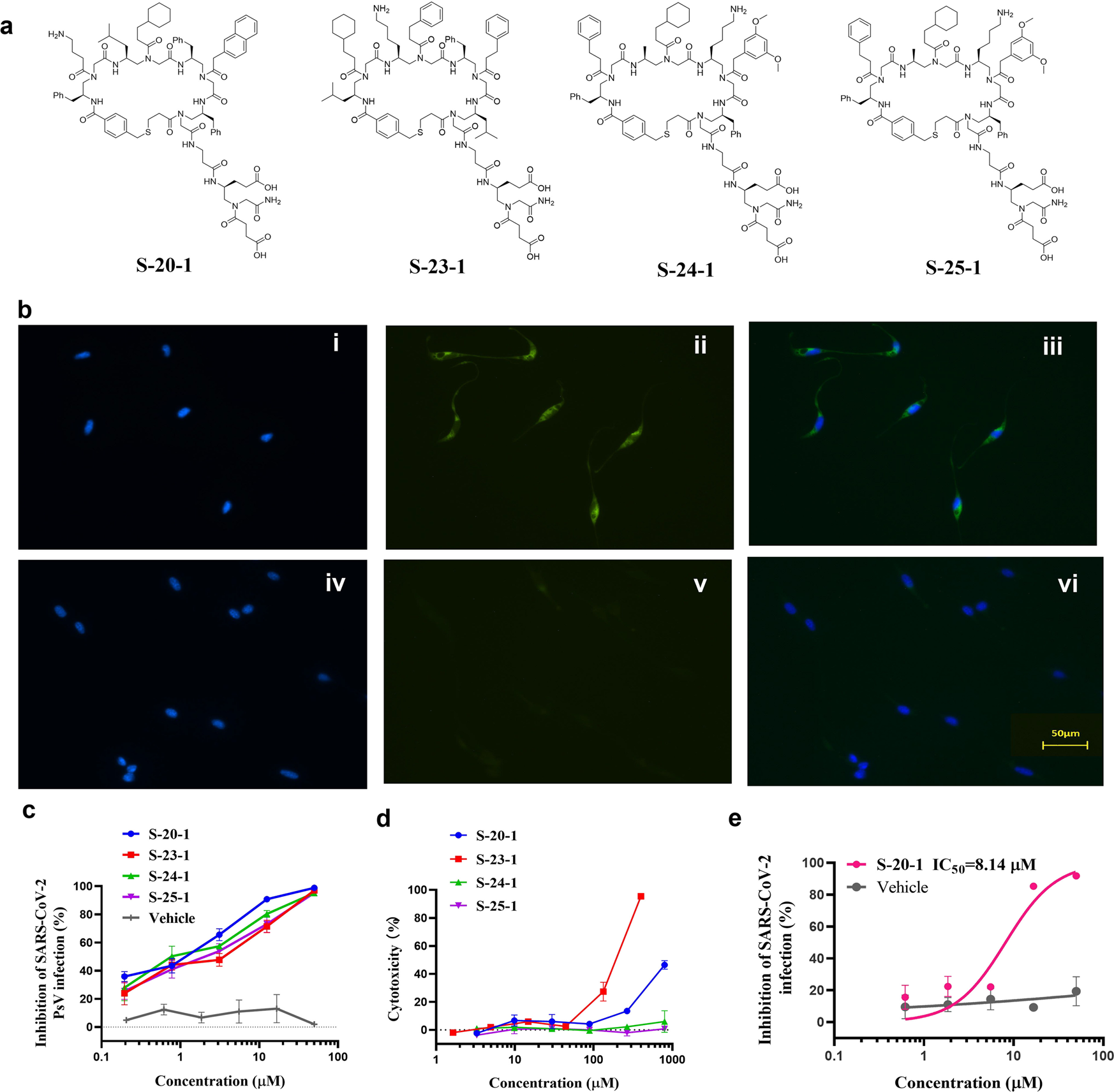 Fig. 2: Identification of four modified cyclic γ-AApeptides with improved SARS-CoV-2 fusion/entry inhibitory activity and SI.