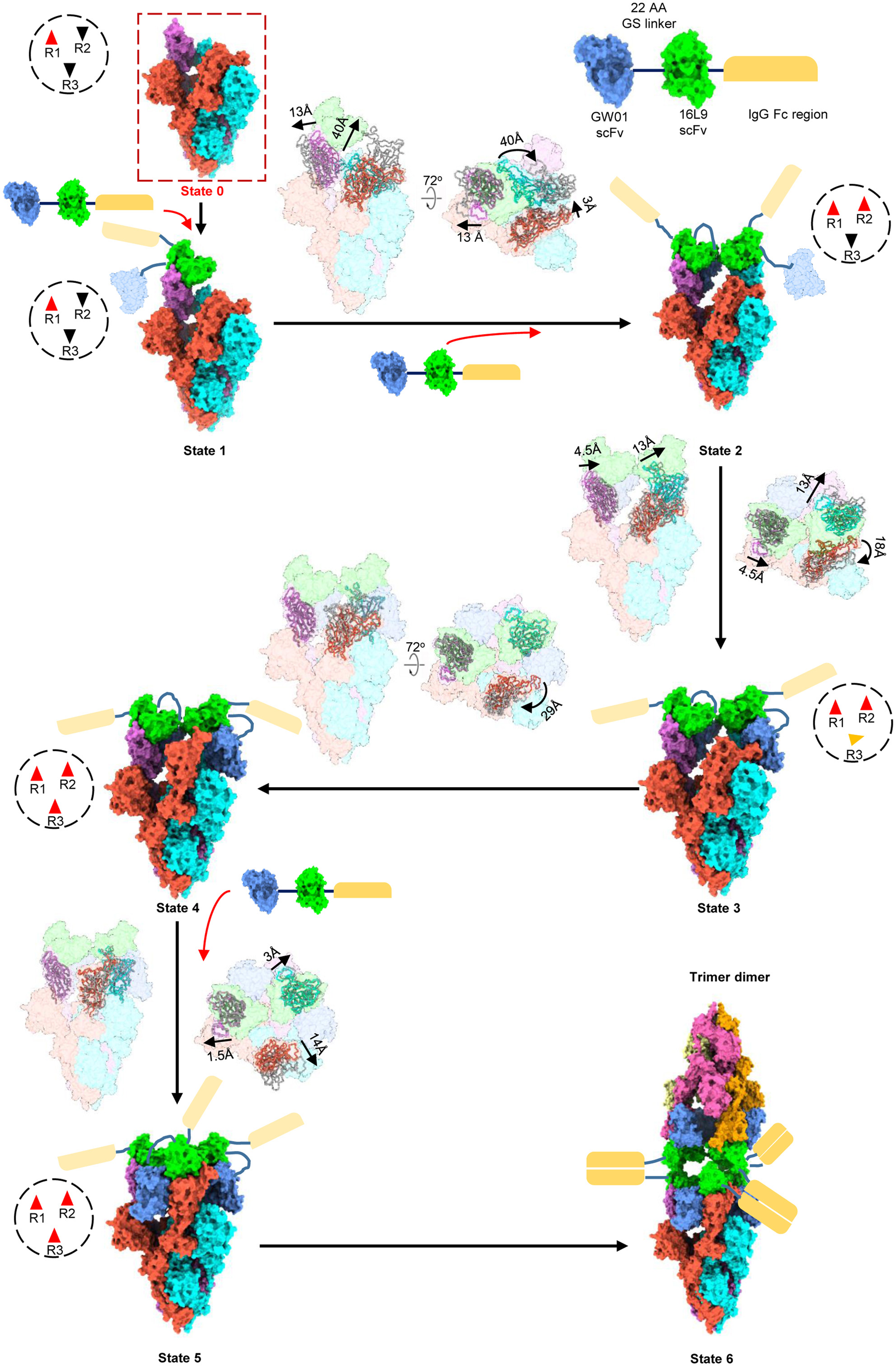 Fig. 4: Conformation transitions of Omicron S–FD01 in all states.