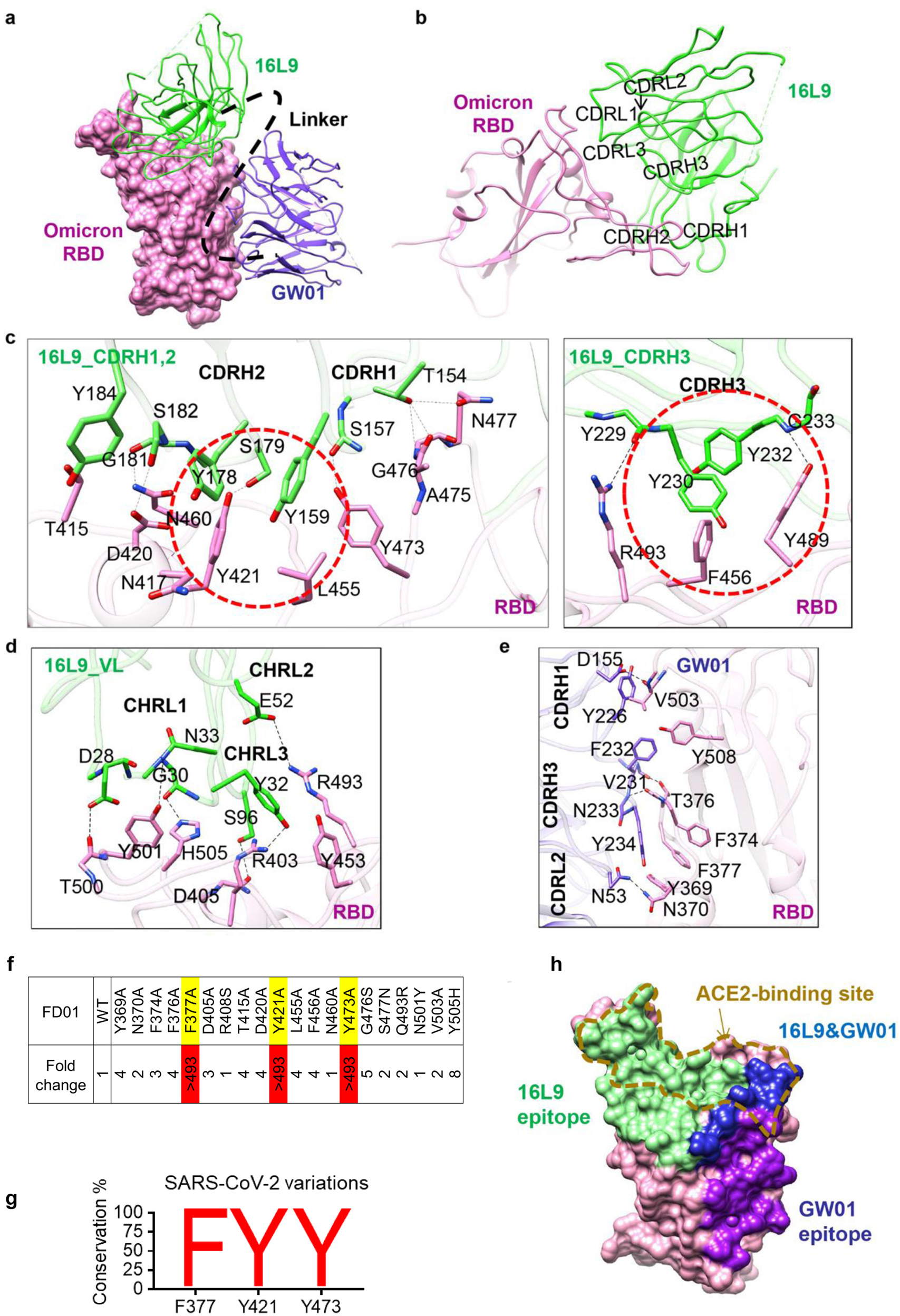 Fig. 5: Two conserved epitopes recognized by FD01.