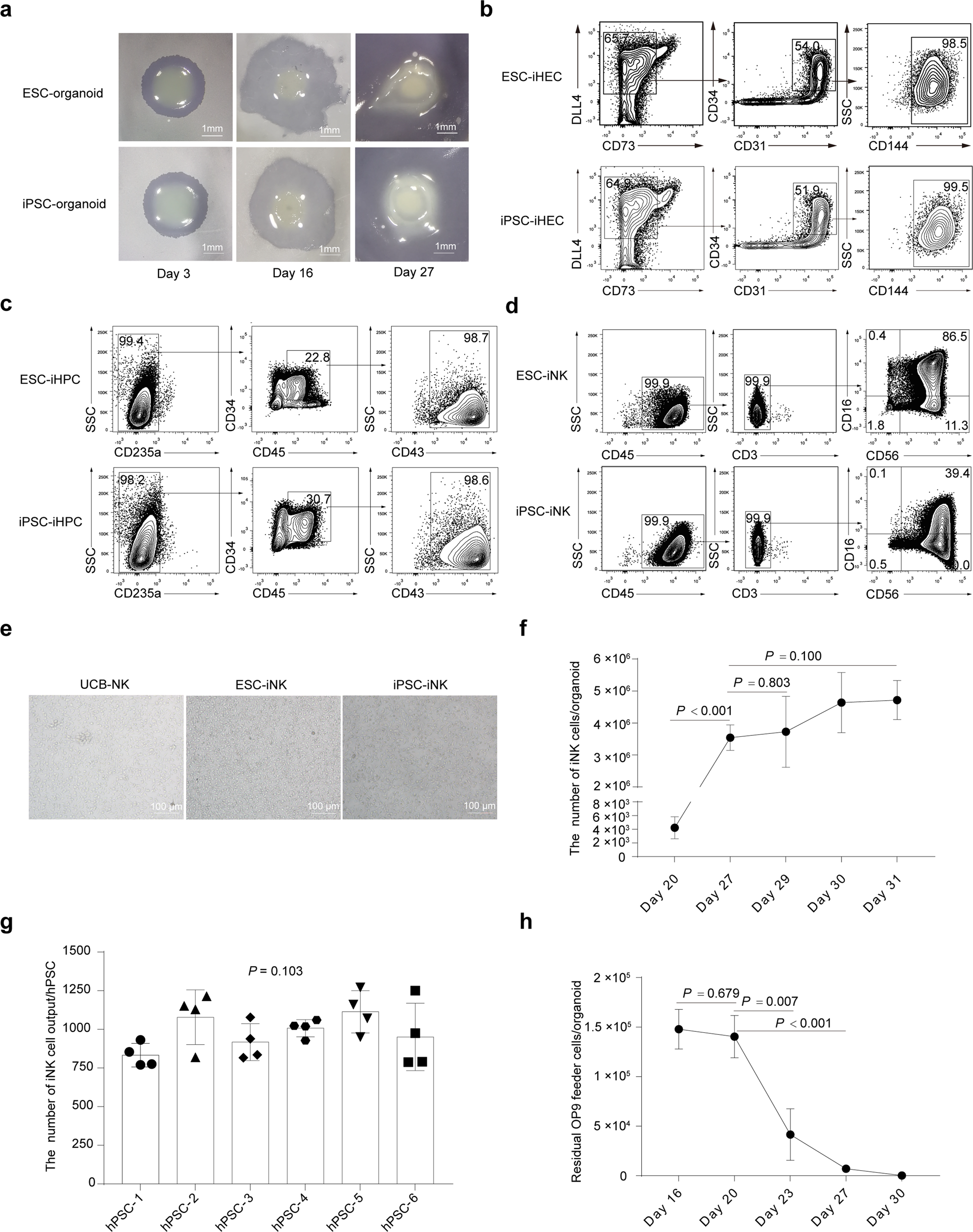 Fig. 2: Stepwise induction of iNK cells from LPM cells using organoid system.