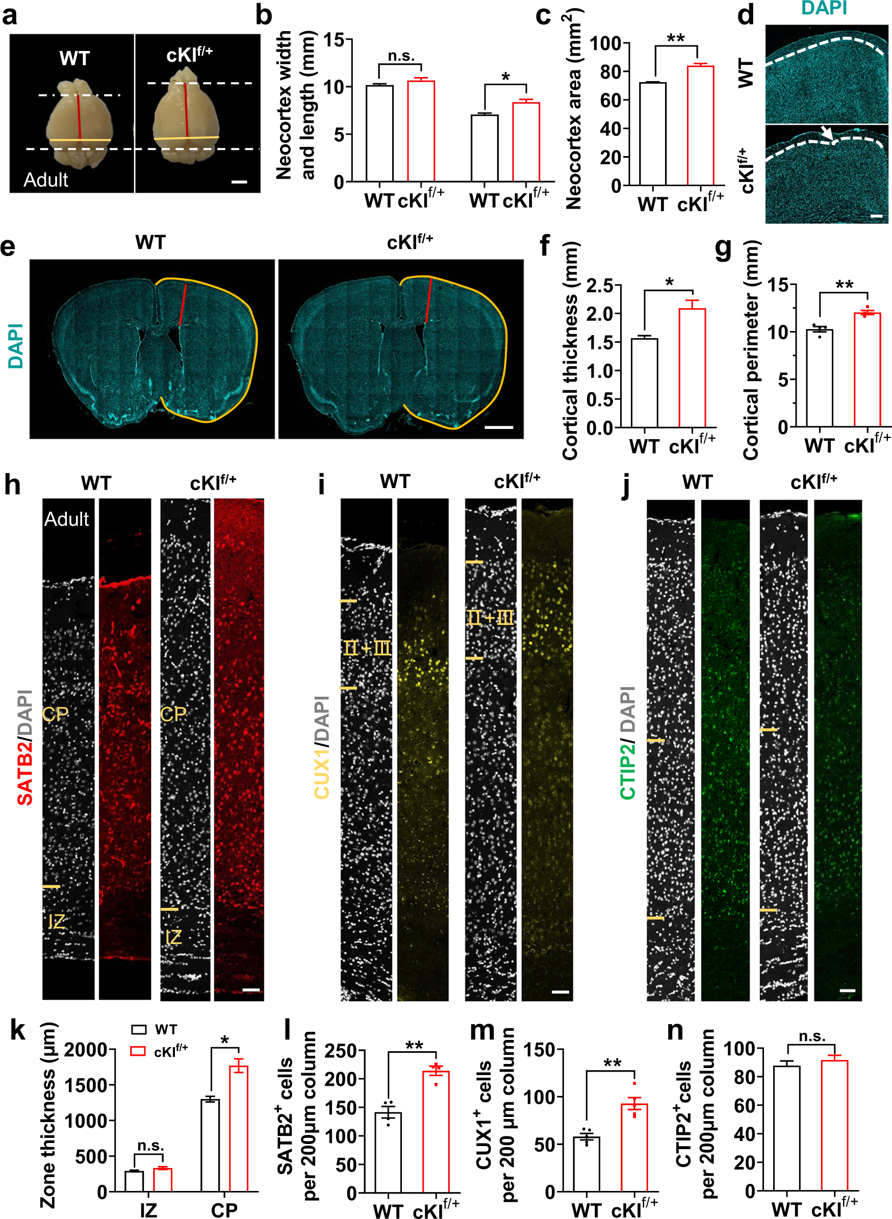 Fig. 5: Persistence of neocortex expansion and increased cortical neuron numbers in adult cKIf/+ mice.
