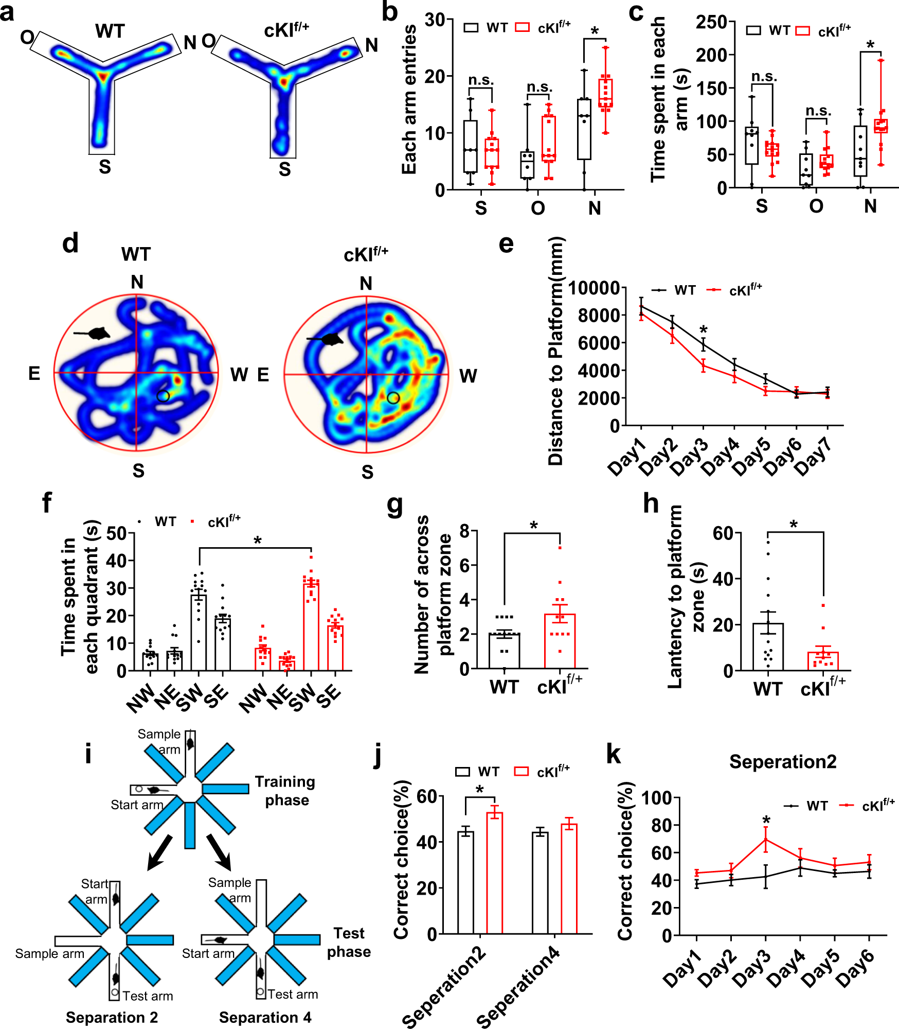 Fig. 6: Human SERPINA3 overexpression may improve learning and memory in mice.