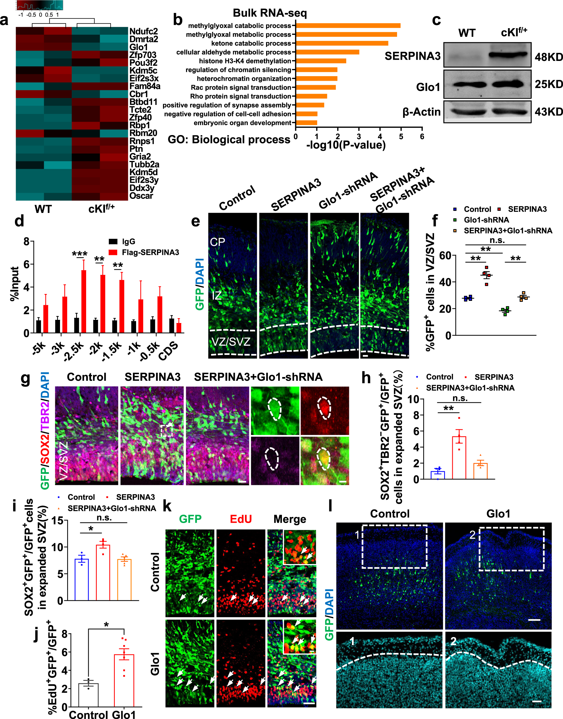 Fig. 7: SERPINA3 regulates cortical expansion through Glo1.