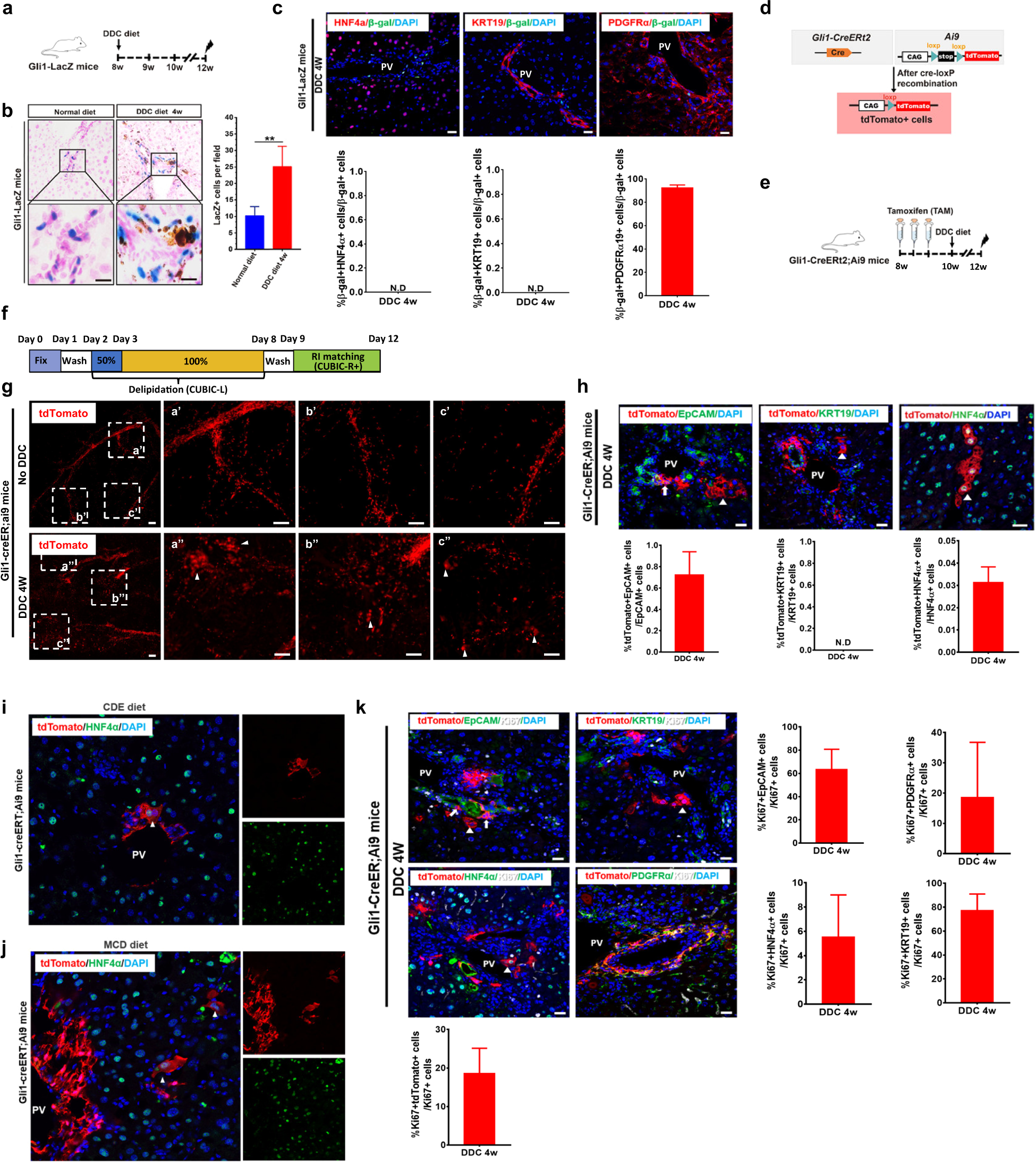 Identification of a rare Gli1+ progenitor cell population contributing to liver regeneration during chronic injury Cell Discovery