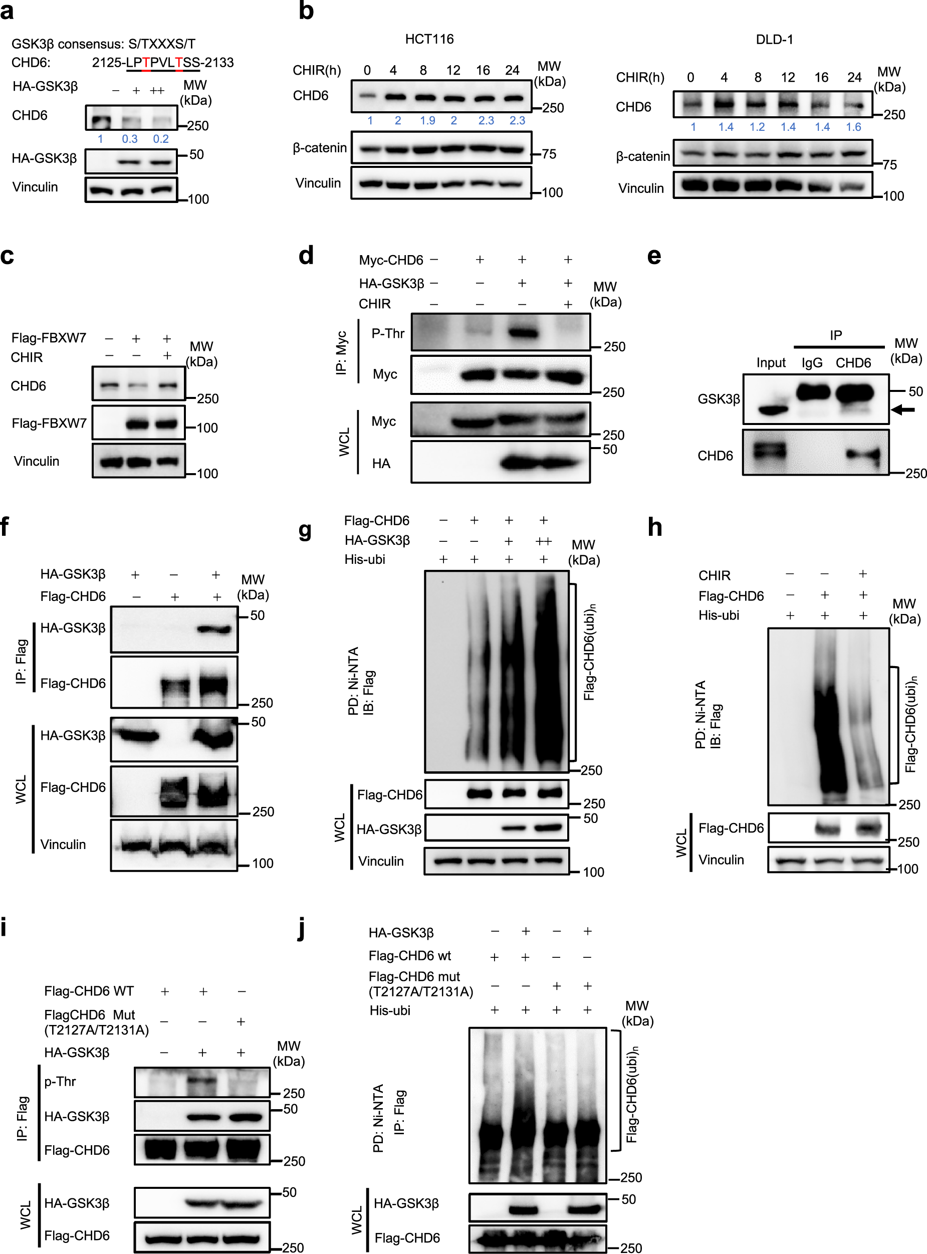 Fig. 4: FBXW7 promotes CHD6 ubiquitination in a GSK3β-dependent way.