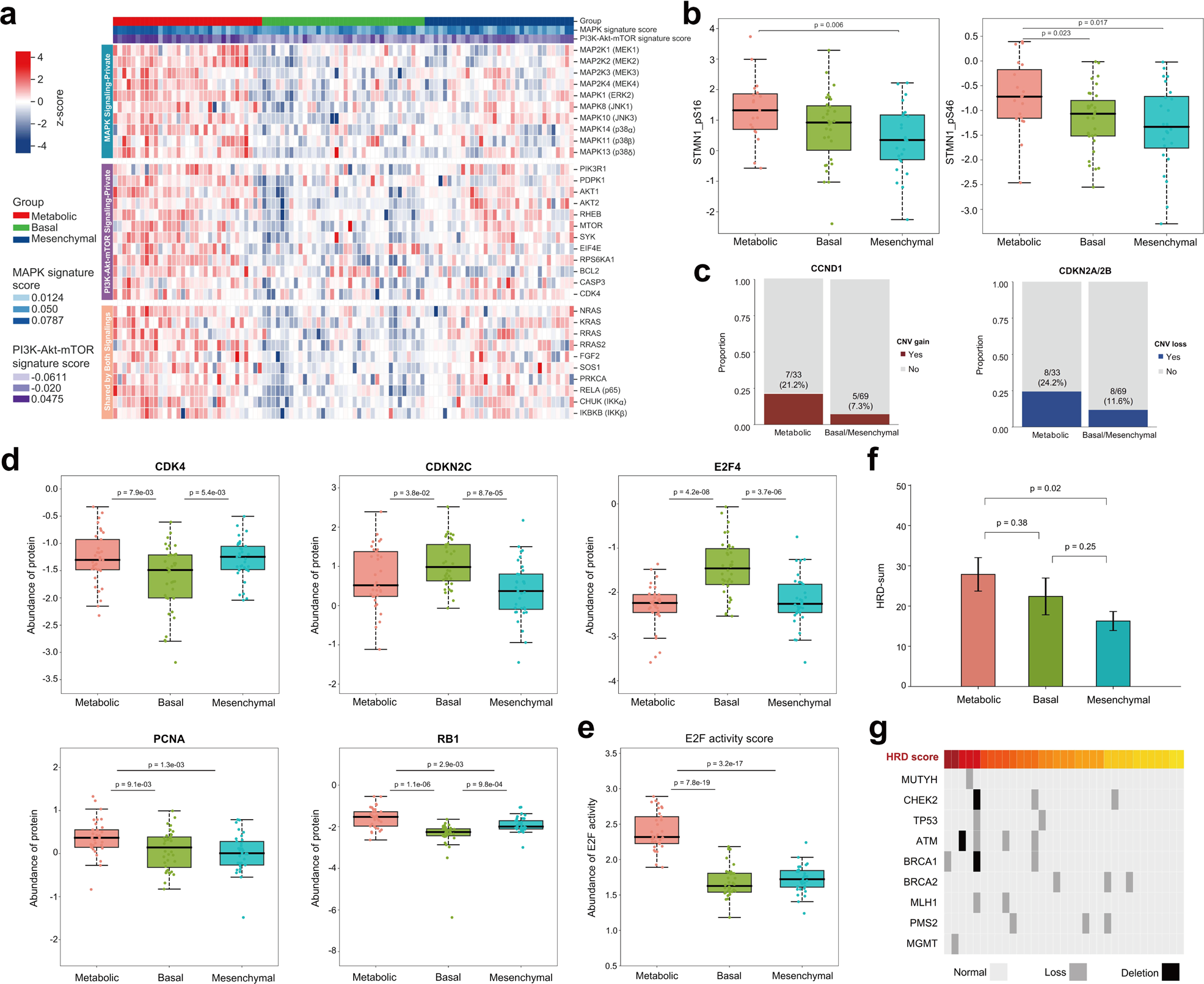 Fig. 4: Proteogenomic insights into the Metabolic subtype reveal activated oncogenic pathways, enhanced cell cycle signaling and HRD signature.
