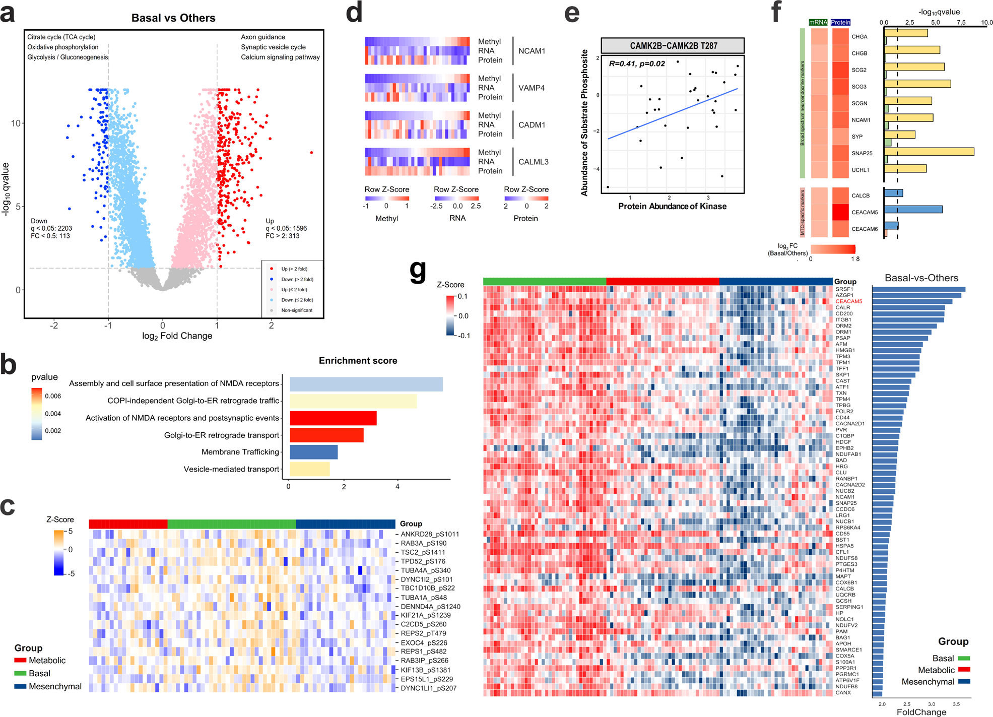Fig. 5: Proteogenomic insights into the Basal subtype reveal enhanced neuroendocrine properties.
