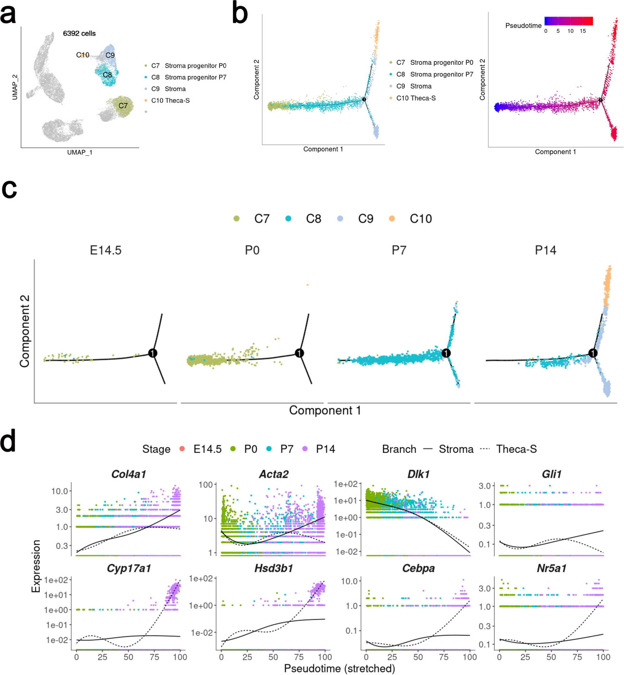 Fig. 6: Cell lineage and pseudotime prediction of the divergence of stromal and Theca-S lineages from a common progenitor population.