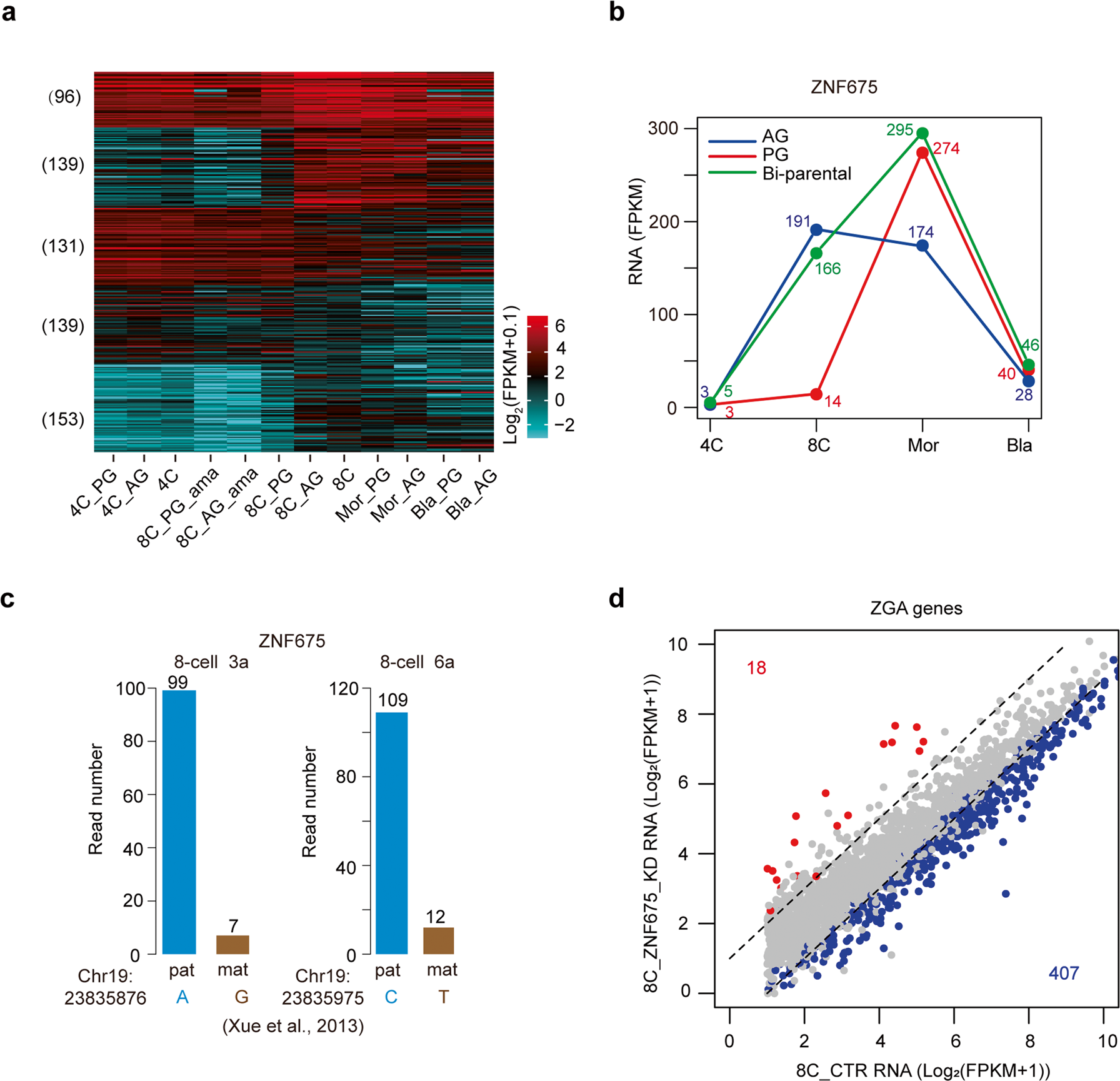 Fig. 2: Paternally expressed ZNF675 contributes to ZGA.