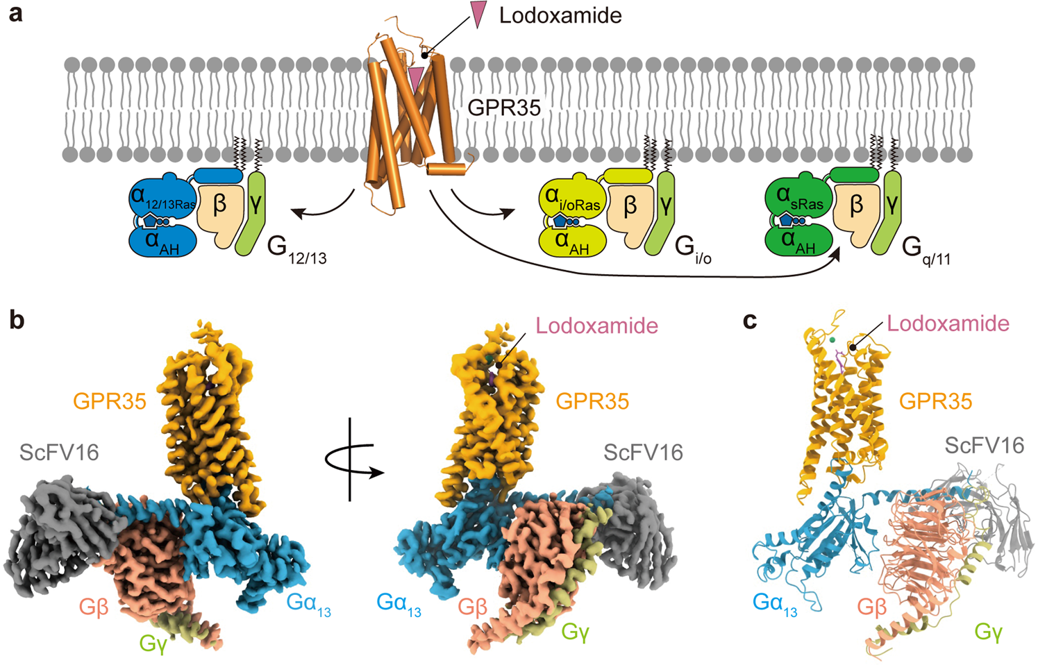 Fig. 1: Overall structure of the lodoxamide–GPR35–G13–scFv16 complex.