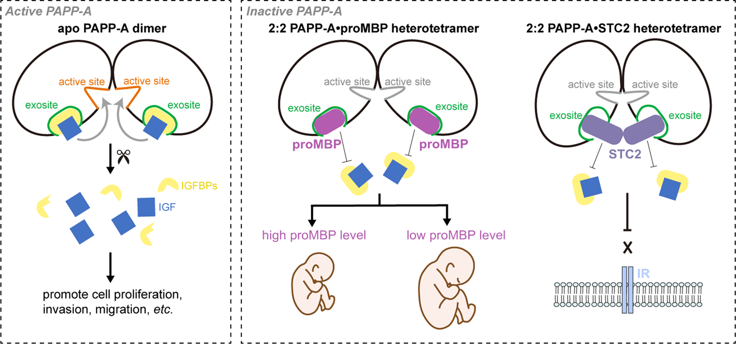 Fig. 7: A simplified model for the regulation of PAPP-A activity by proMBP or STC2.