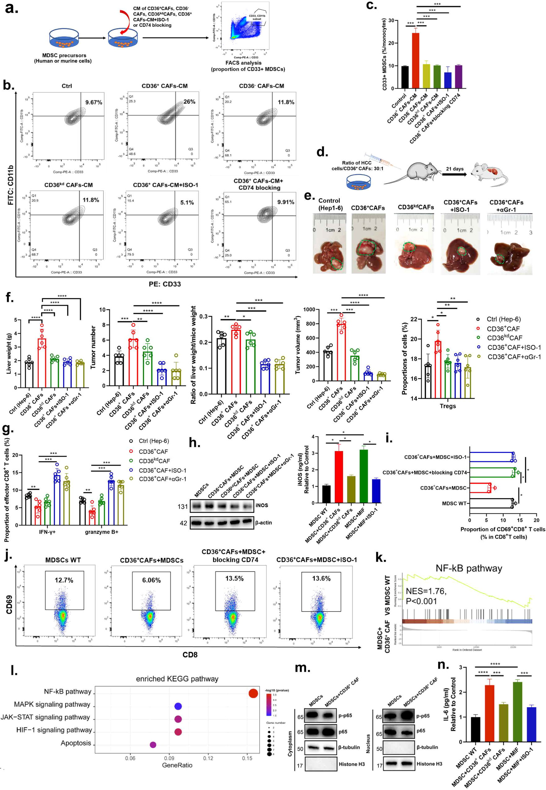 Fig. 5: CD36+ CAF-derived MIF potentiates the capacity of MDSCs to promote an immunosuppressive TME and tumor stemness via IL-6/STAT3 activation.
