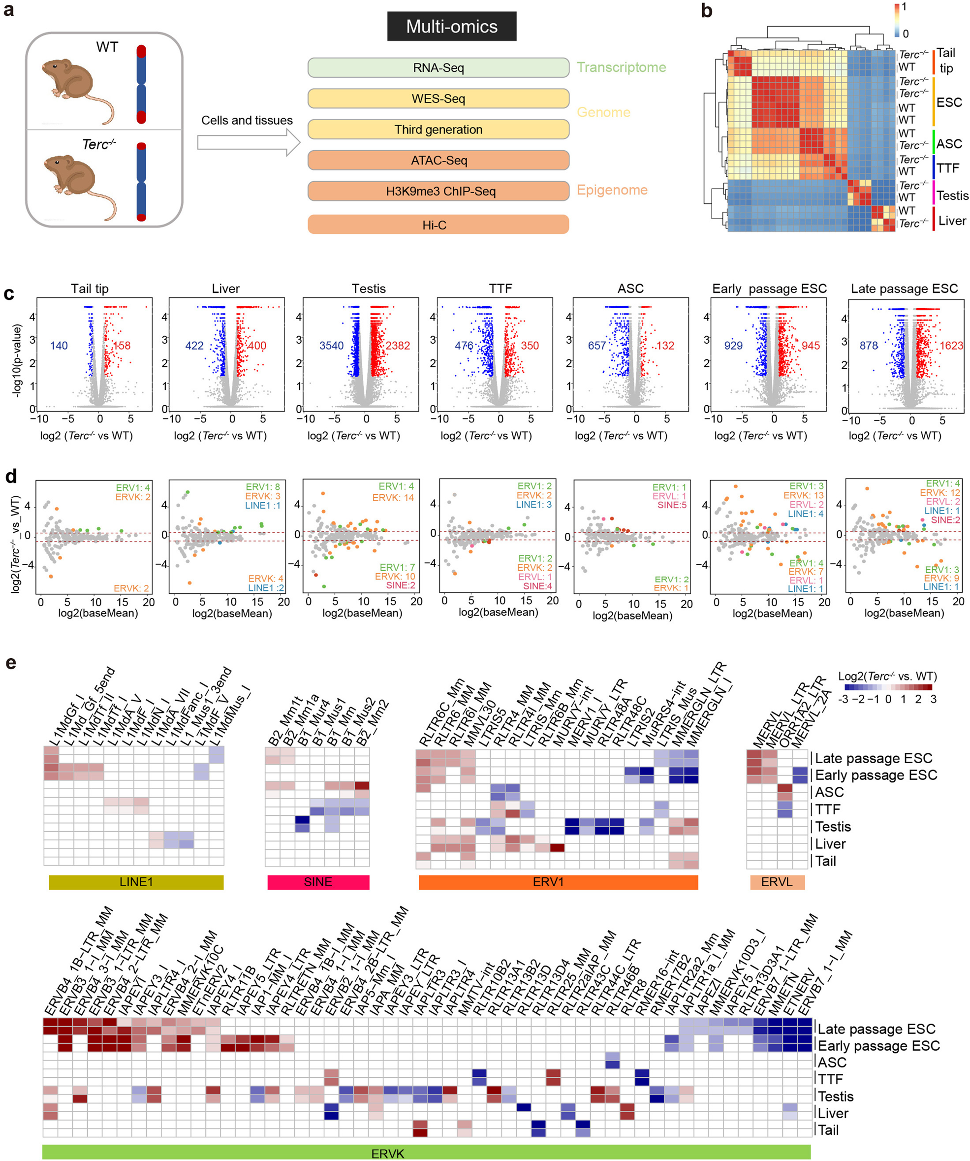 Fig. 1: Transcriptome of differentially expressed genes and retrotransposons of various cell types from Terc−/− and WT mice.