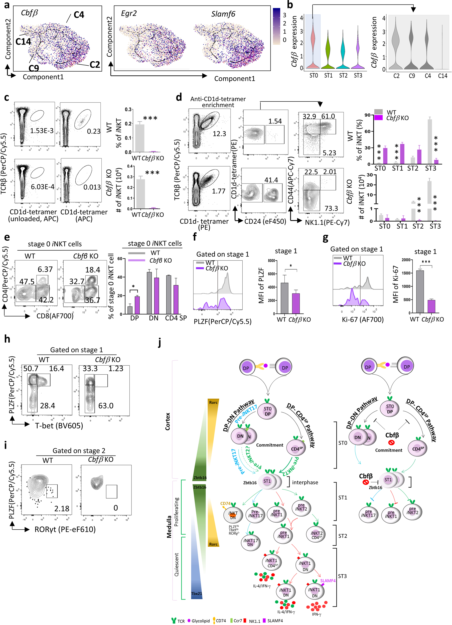 Fig. 7: Cbfβ regulates iNKT cell early commitment.
