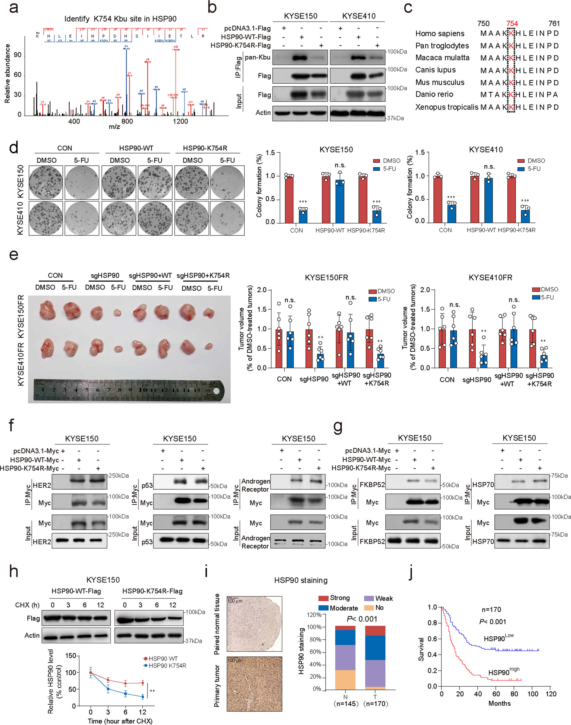 Fig. 2: Butyrylation of HSP90 at K754 is essential for cancer chemoresistance.