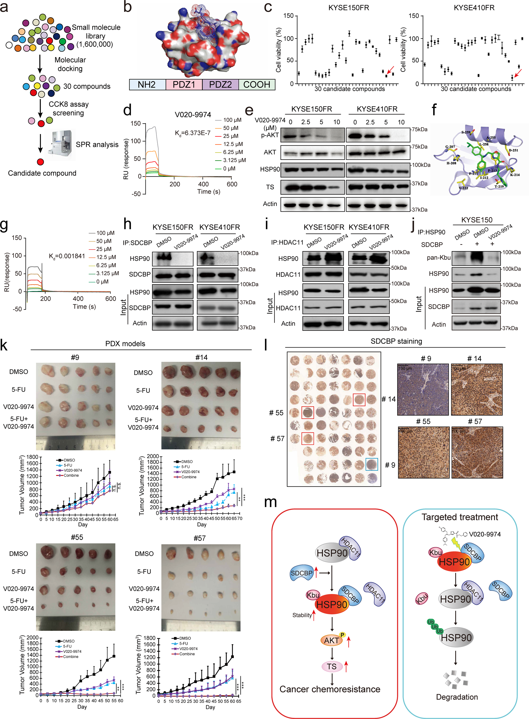 Fig. 6: Identification of a lead compound targeting HSP90 Kbu to suppress chemoresistance.