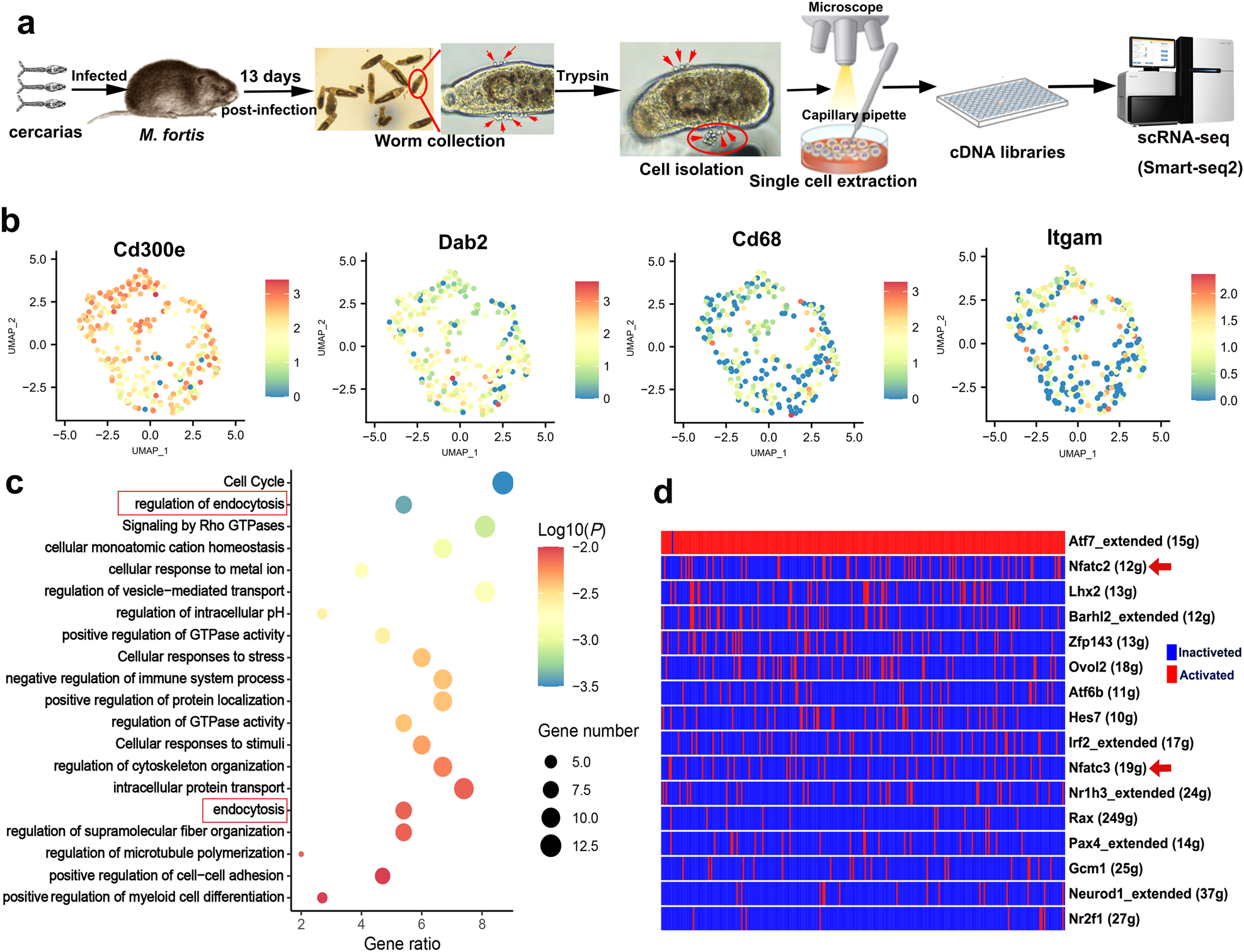 Fig. 2: Single-cell RNA-sequencing analyses identify the adherent leukocytes on schistosomes in M. fortis.