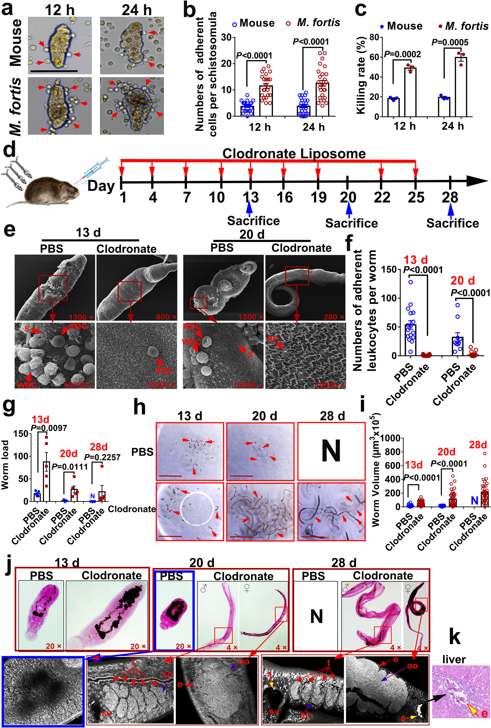 Fig. 3: M. fortis macrophages are involved in mediating adherence and killing of schistosomes in vitro and in vivo.