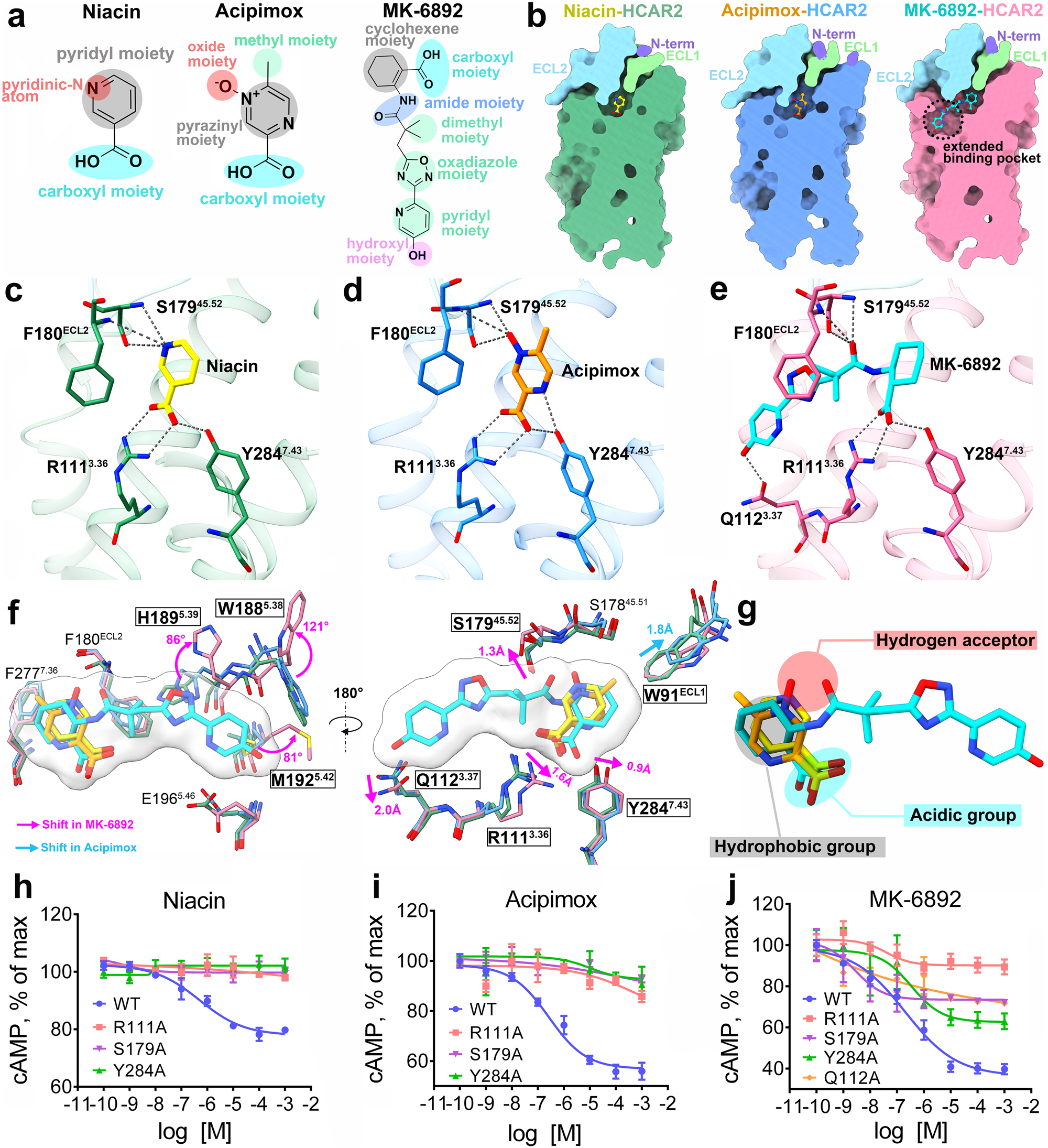 Fig. 2: Ligand-binding pocket of active HCAR2 bound to different agonists.