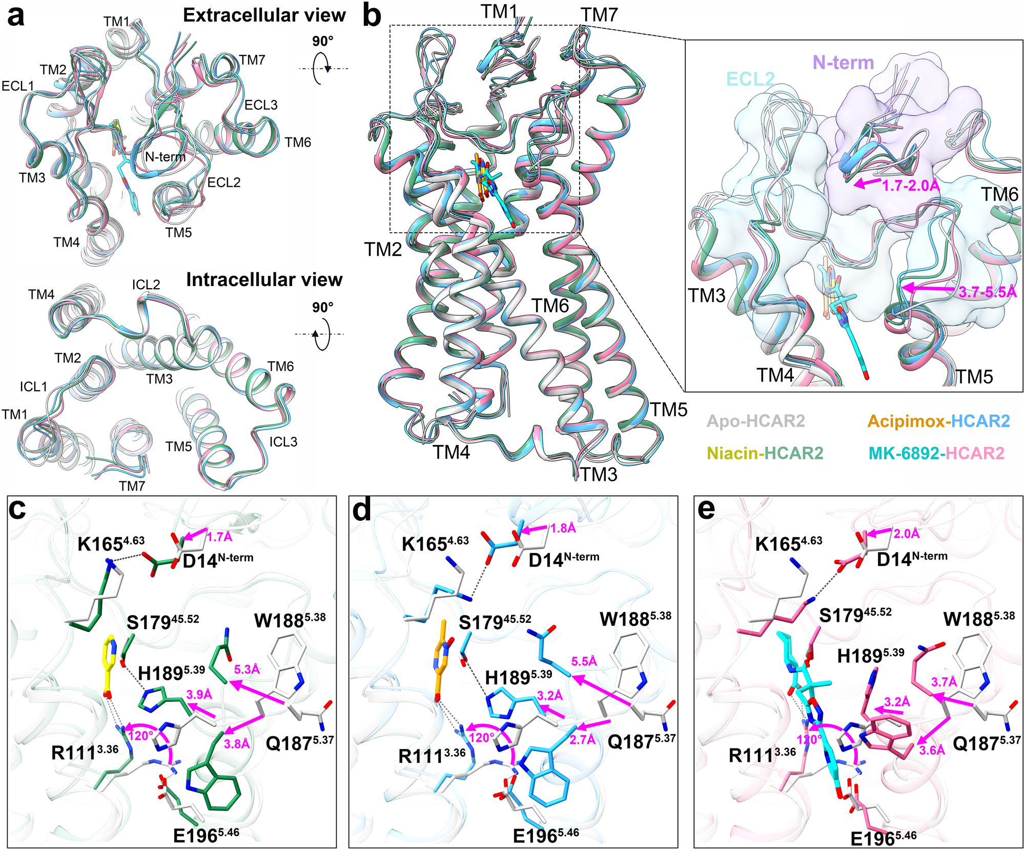 Fig. 4: Structural comparison of HCAR2 in four active states.