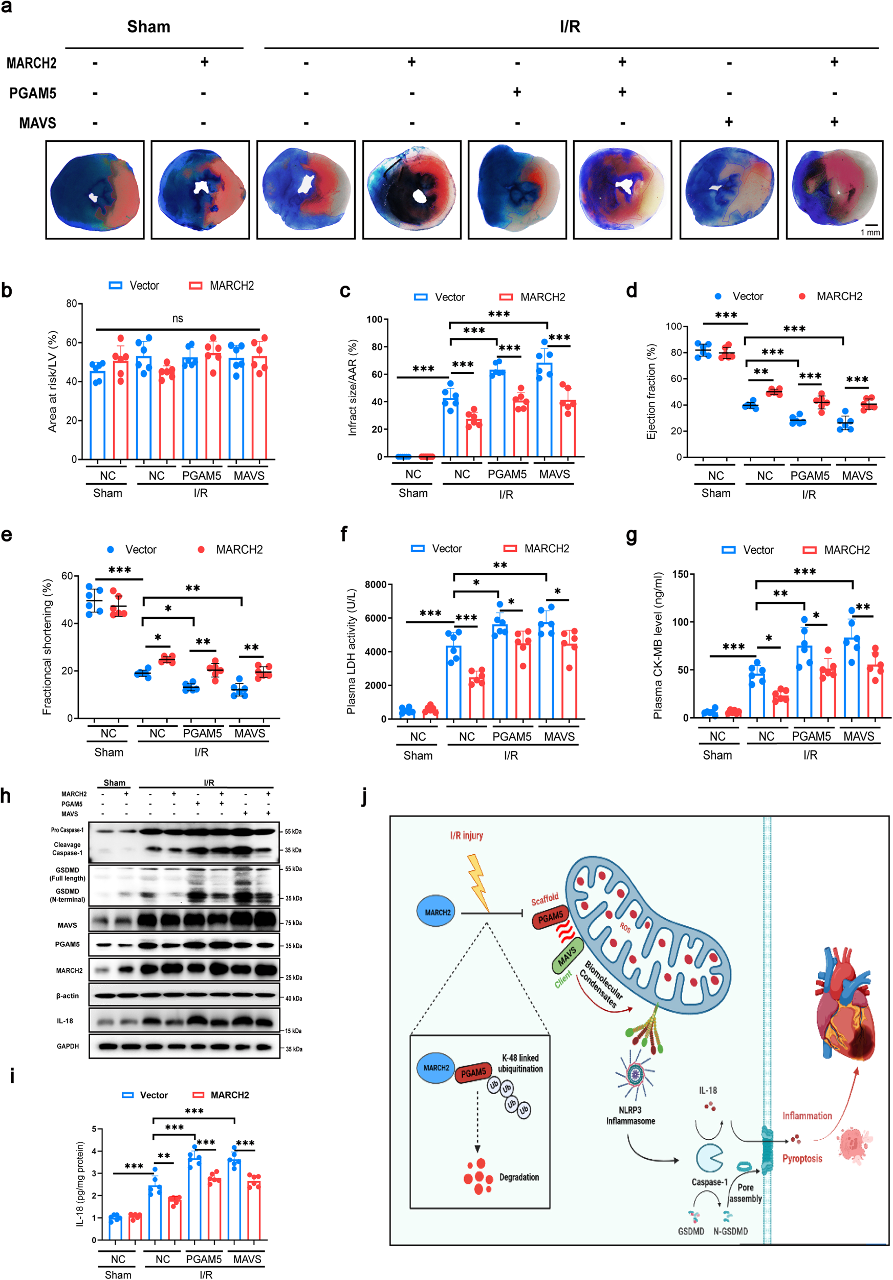 Fig. 8: PGAM5/MAVS signaling pathway is essential for the regulation of MARCH2 in I/R injury.