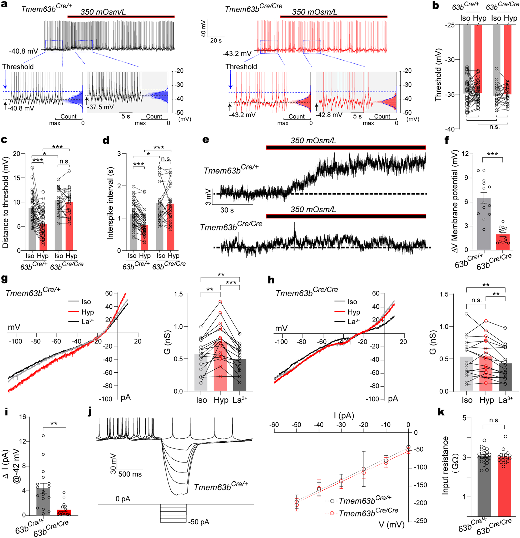 Fig. 4: TMEM63B contributes to the osmosensory transduction of SFOTMEM63B neurons in response to hyperosmolarity.
